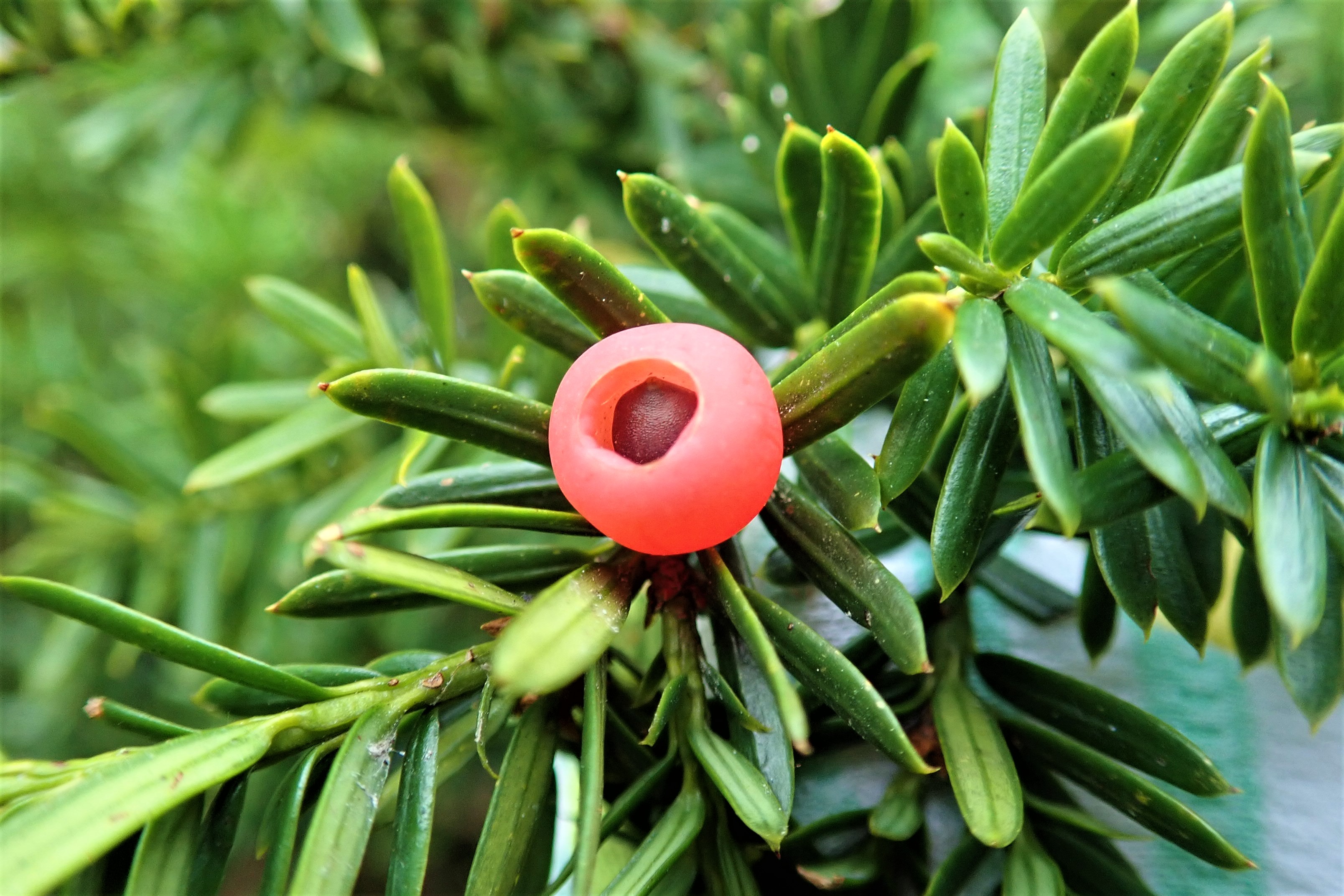 青空と赤いキャラボクの実を求めて大山へ でんあすさんの大山 鳥取県 甲ヶ山 野田ヶ山の活動データ Yamap ヤマップ