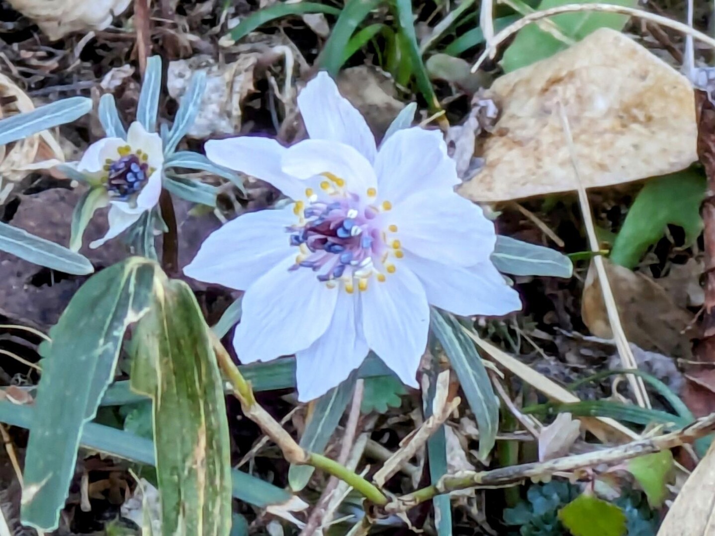 栃木市の四季の森 星野と、鹿沼市の御嶽山... / ユーさんのモーメント YAMAP / ヤマップ