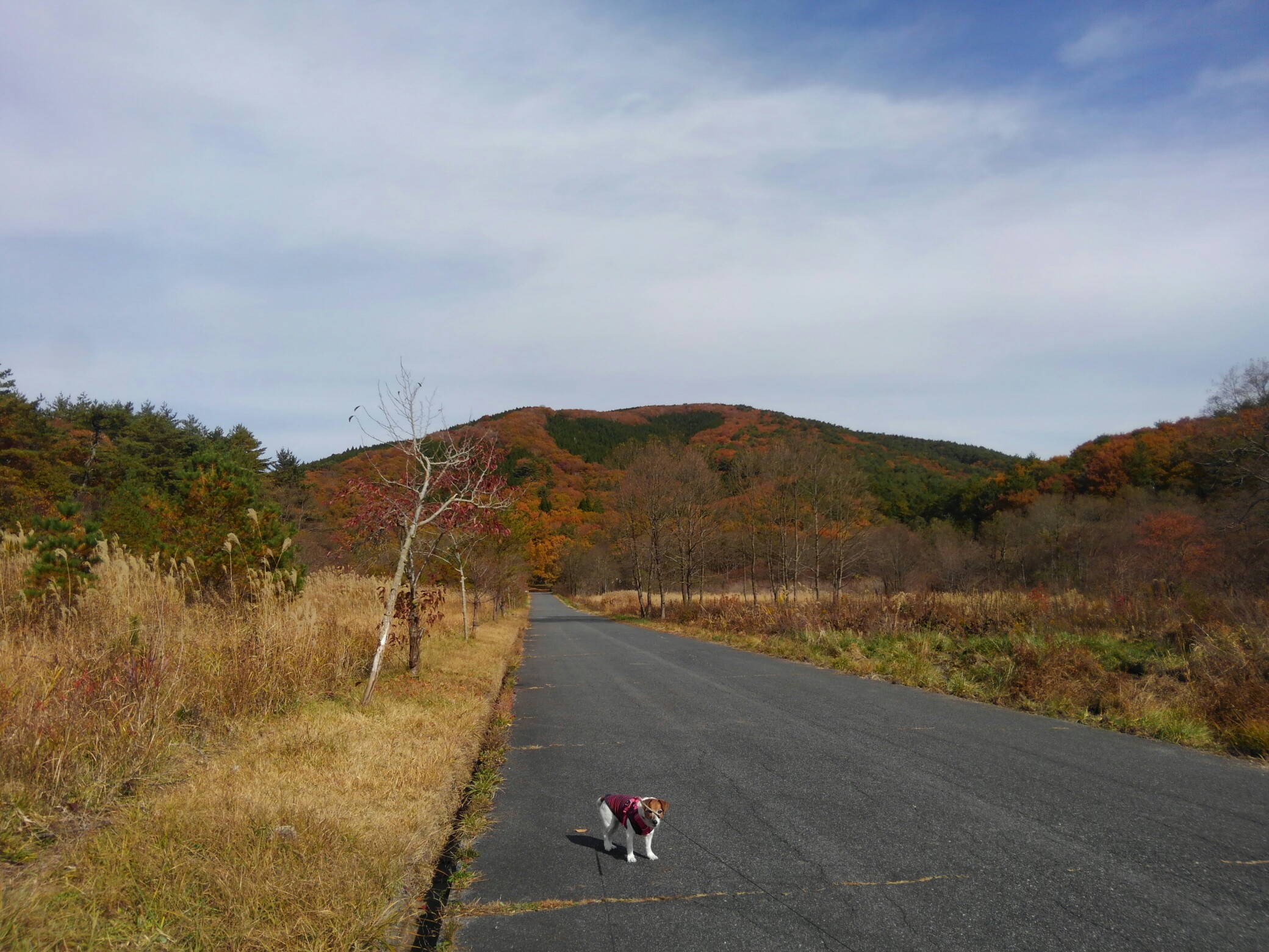 八幡高原 お散歩 19 11 10 ロコパピさんの臥龍山 刈尾山 掛頭山の活動データ Yamap ヤマップ