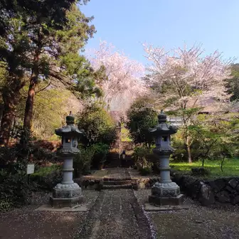 石燈籠、後ろの桜がきれい
