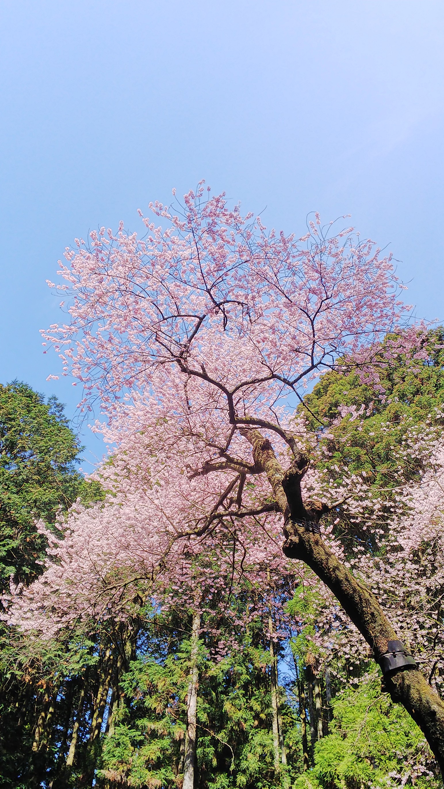 まだ咲いてます 福智山 虎尾桜 カメラたかさんの福智山 尺岳 雲取山の活動データ Yamap ヤマップ