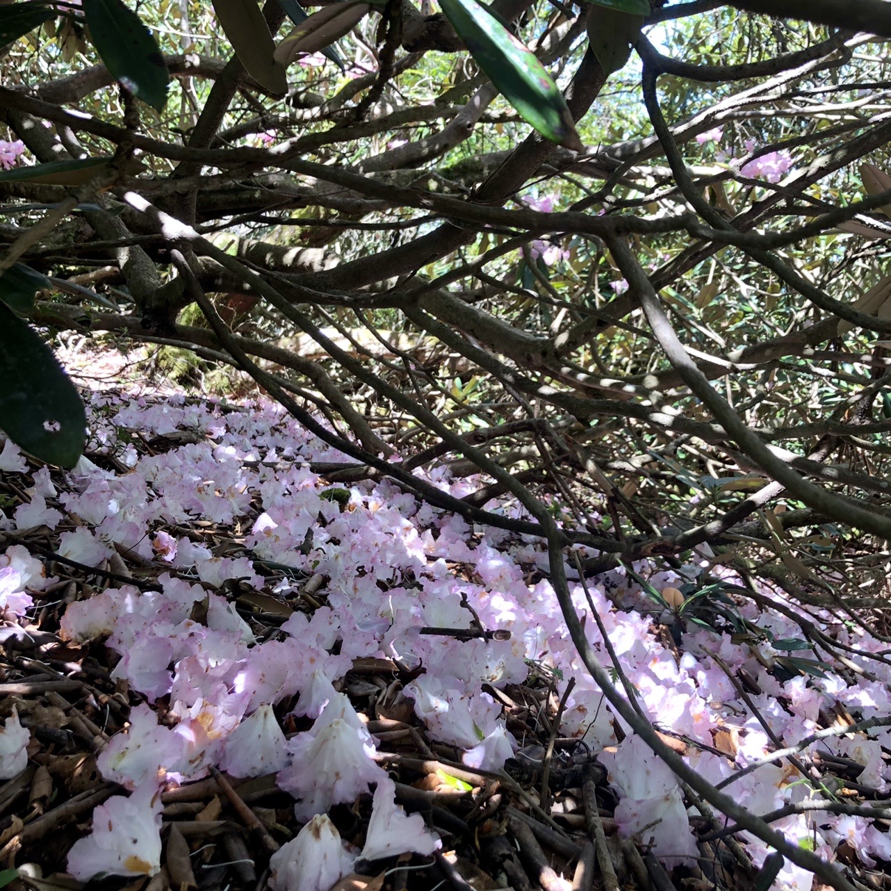 旬 天城シャクナゲとトウゴクミツバツツジ真っ盛りの万二郎万三郎 ぱきらさんの天城山 鉢ノ山 三筋山の活動データ Yamap ヤマップ