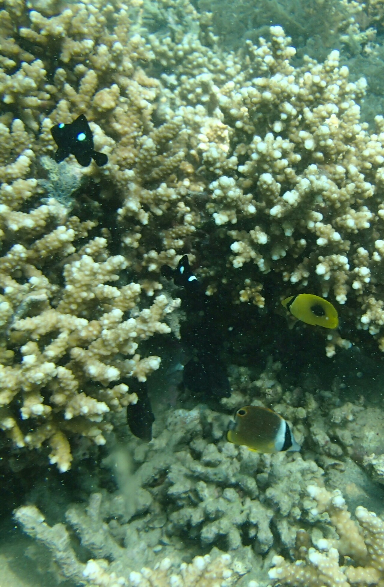 徳島滞在記 宍喰ウミップ編 Masakichi さんの四国遍路その4の活動日記 Yamap ヤマップ