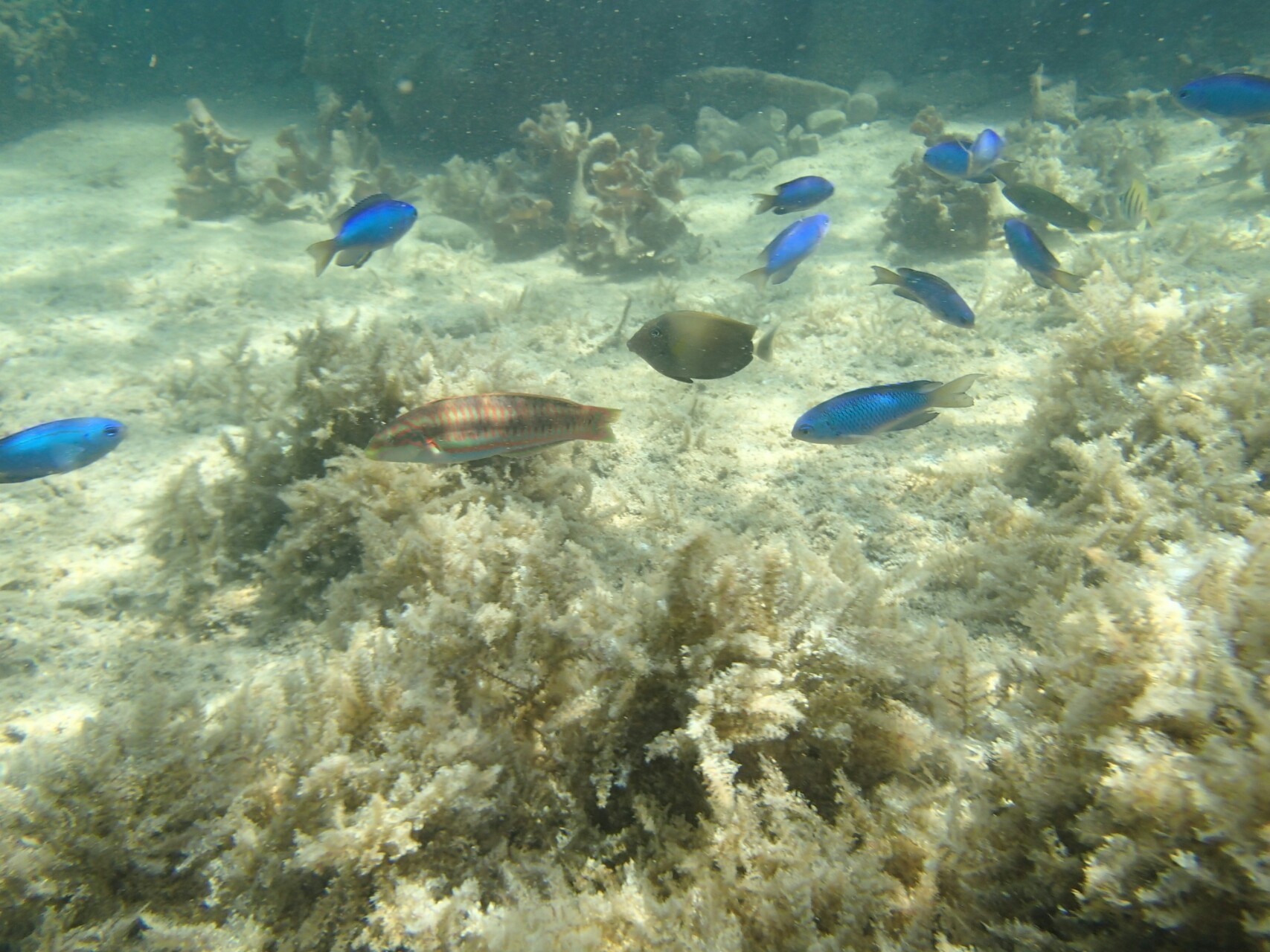 徳島滞在記 宍喰ウミップ編 Masakichi さんの四国遍路その4の活動日記 Yamap ヤマップ