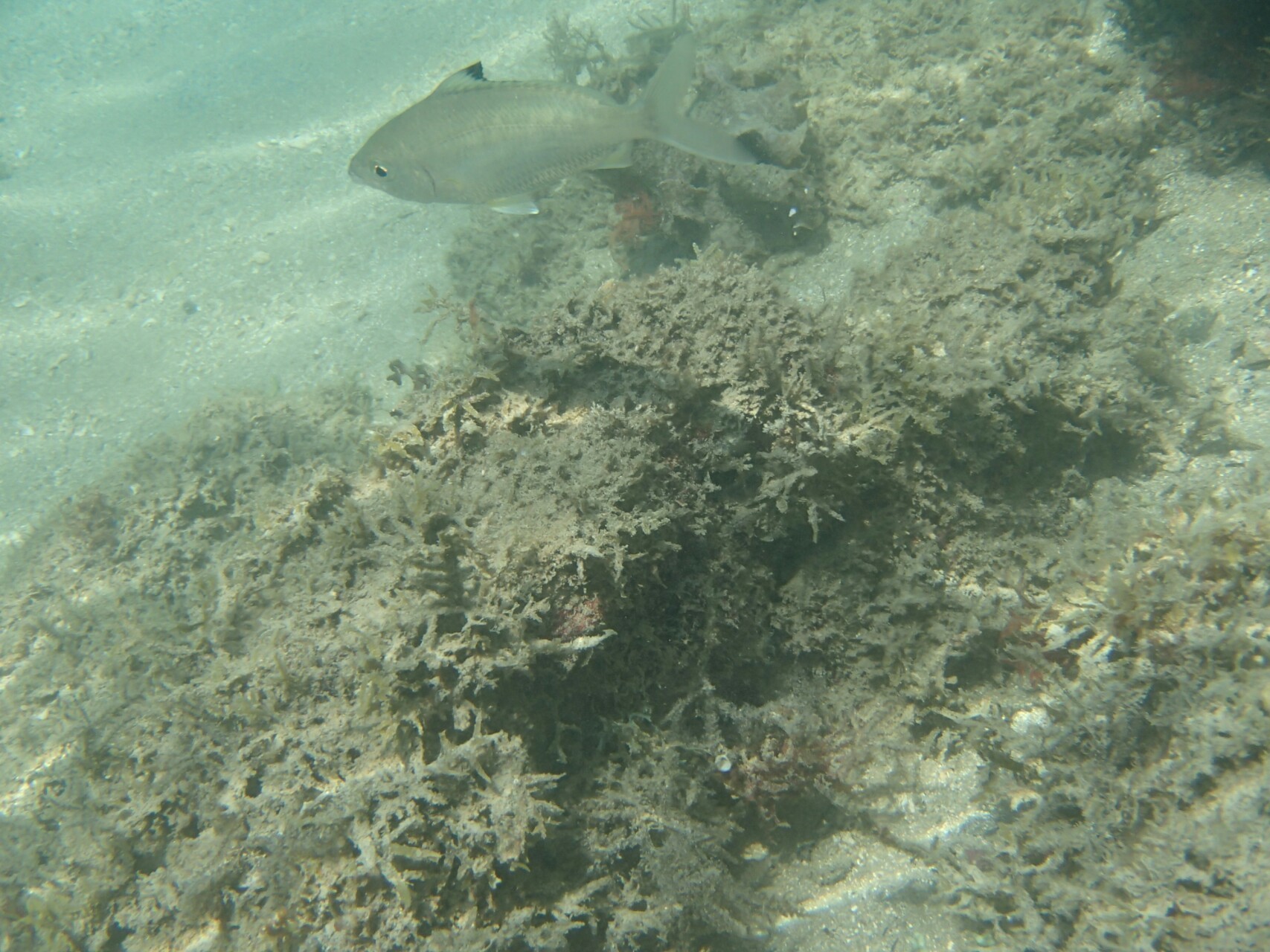 徳島滞在記 宍喰ウミップ編 Masakichi さんの四国遍路その4の活動日記 Yamap ヤマップ
