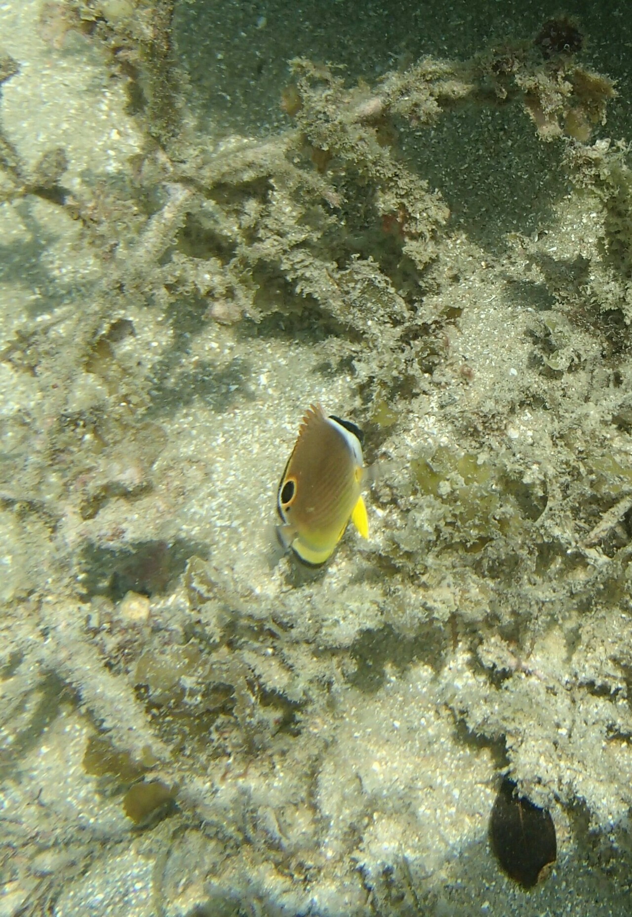 徳島滞在記 宍喰ウミップ編 Masakichi さんの四国遍路その4の活動日記 Yamap ヤマップ