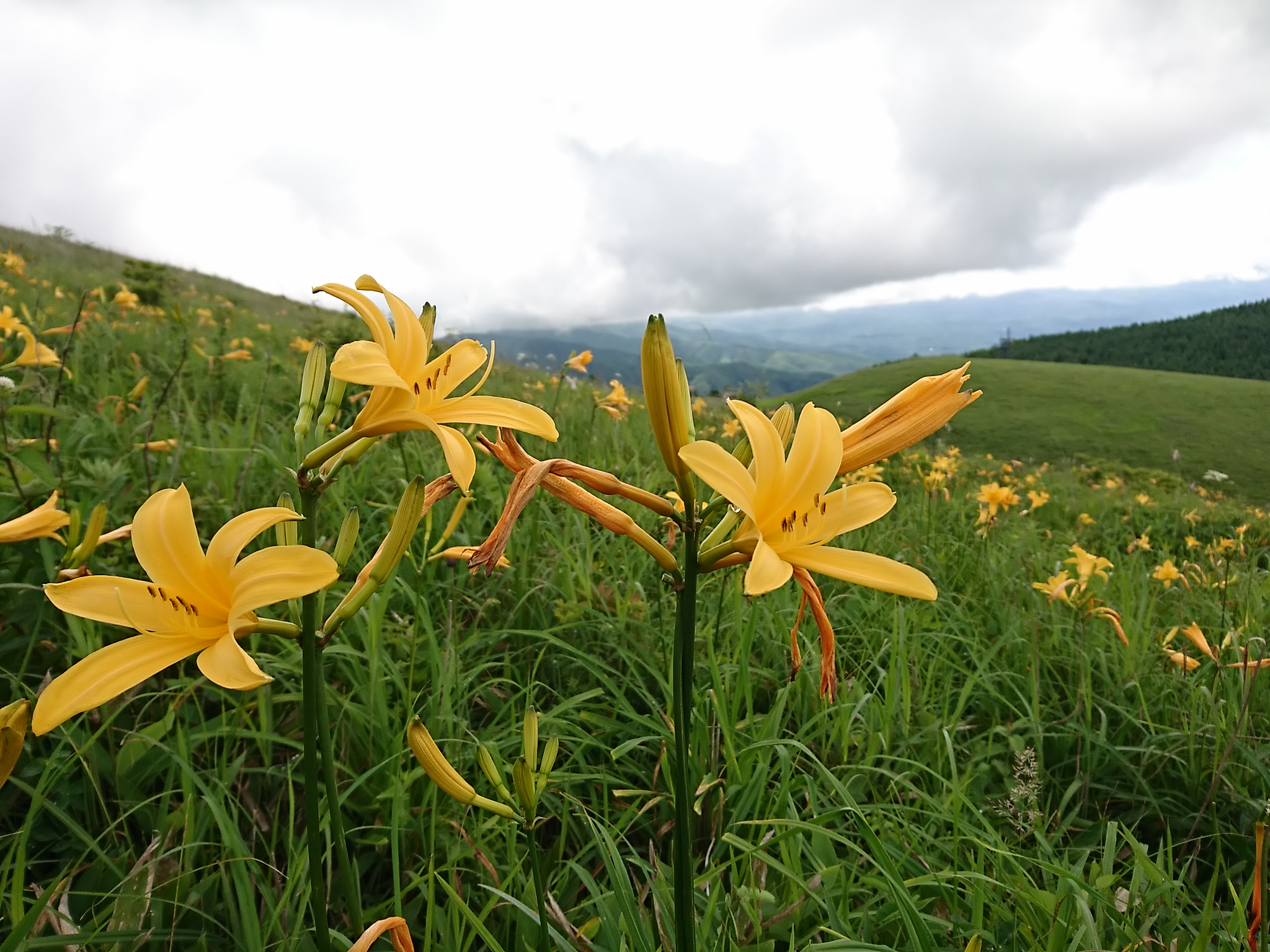 ﾆｯｺｳｷｽｹﾞ満開 霧ヶ峰ハイキング さるさんの霧ヶ峰 車山 大笹峰の活動データ Yamap ヤマップ