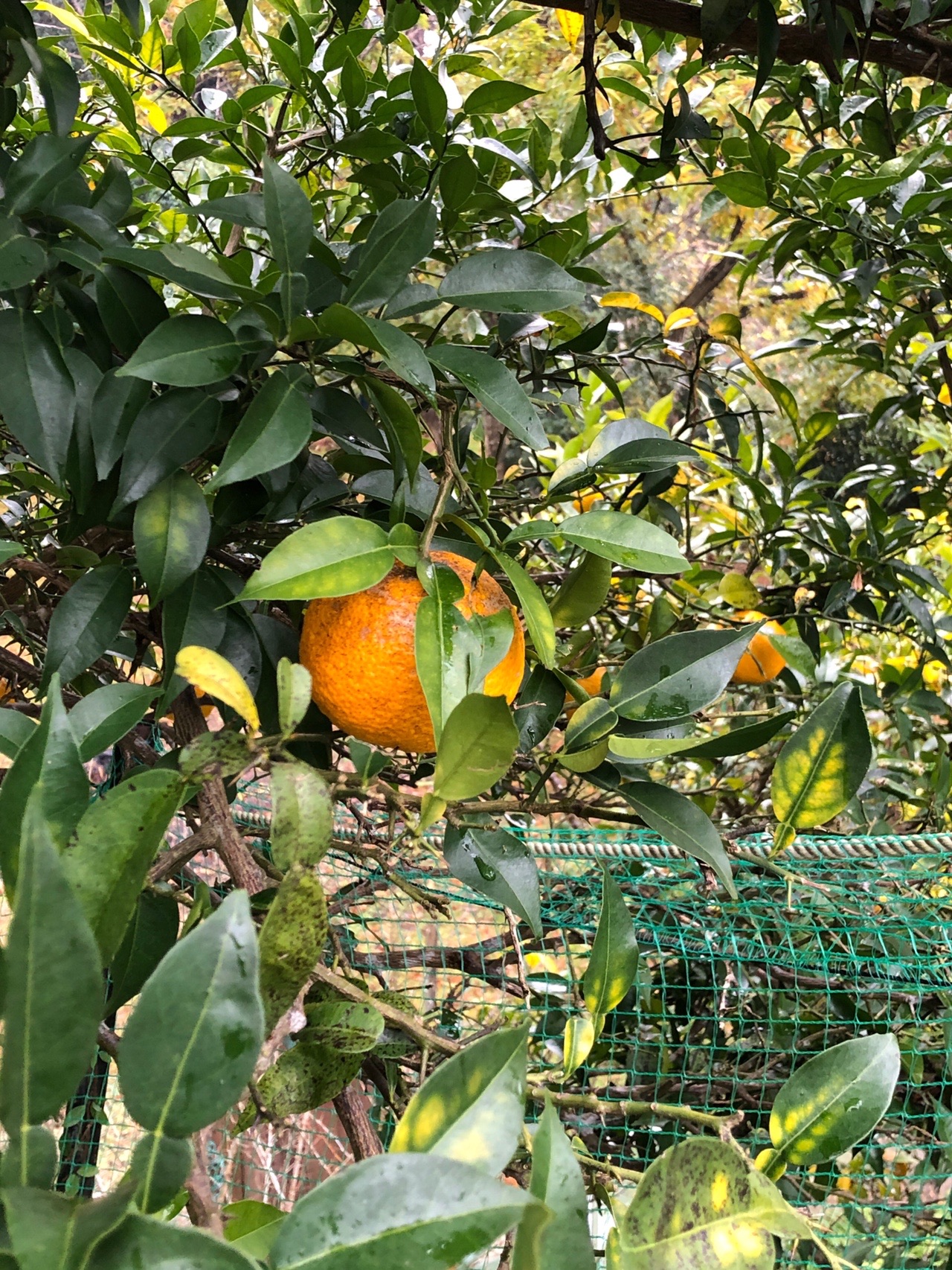愛宕神社 水尾 柚子風呂 鶏鍋水炊き 19 12 8 Shirohさんの愛宕山 三頭山 朝日峯の活動日記 Yamap ヤマップ