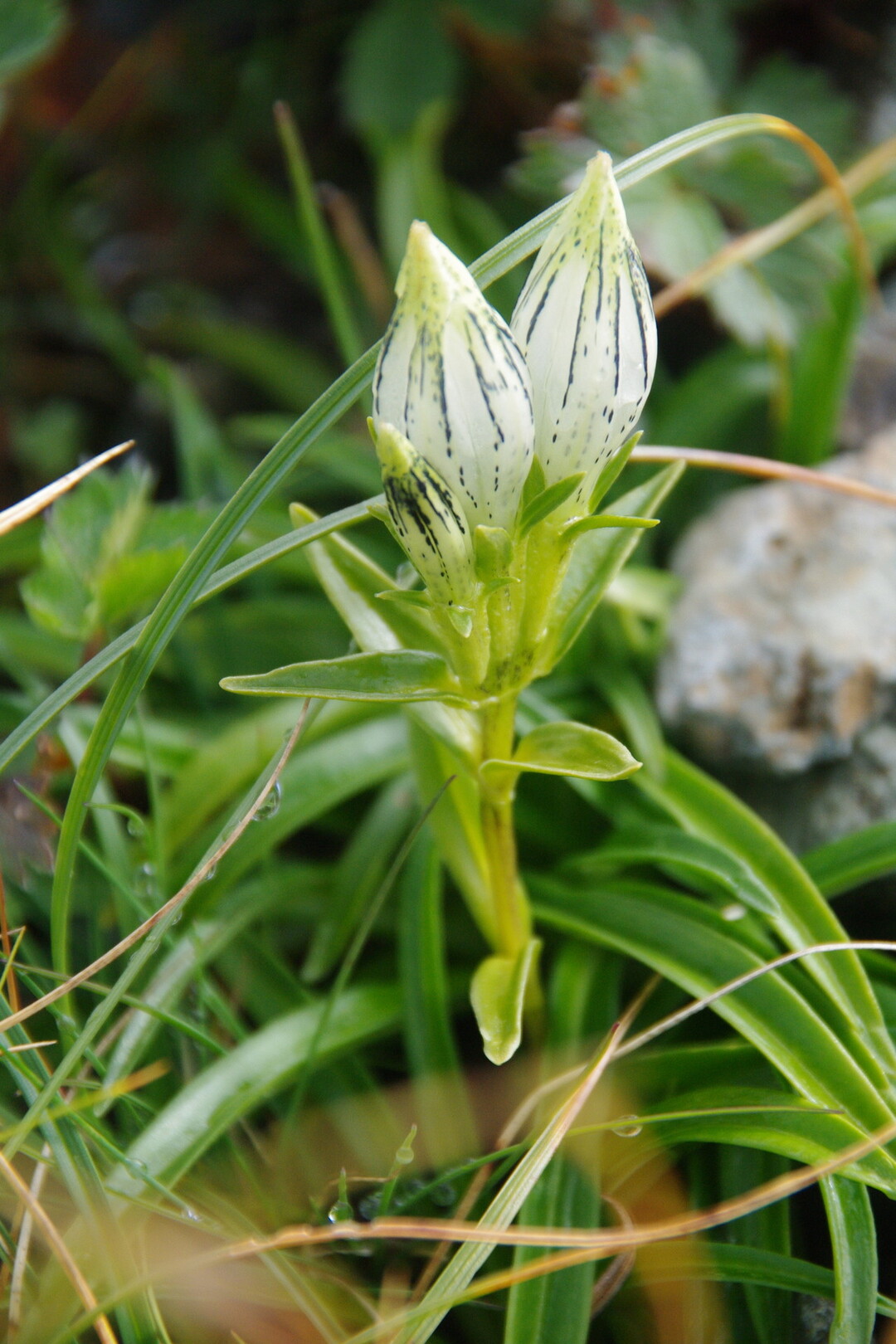 北岳と間ノ岳 高山植物編 広河原 白根御池小屋 北岳肩の小屋 泊 北岳 間ノ岳 北岳山荘 泊 八本歯ノコル 大樺沢 広河原 北岳 間ノ岳 農鳥岳の写真37枚目 トウヤクリンドウ リンドウ科リンドウ属 Yamap ヤマップ