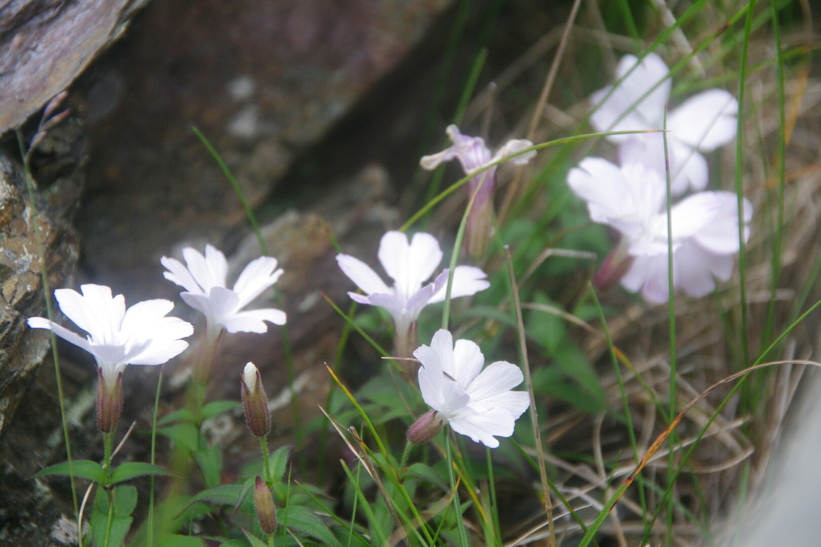 北岳と間ノ岳 高山植物編 広河原 白根御池小屋 北岳肩の小屋 泊 北岳 間ノ岳 北岳山荘 泊 八本歯ノコル 大樺沢 広河原 北岳 間ノ岳 農鳥岳の写真63枚目 タカネビランジ ナデシコ科マンテマ属 Yamap ヤマップ