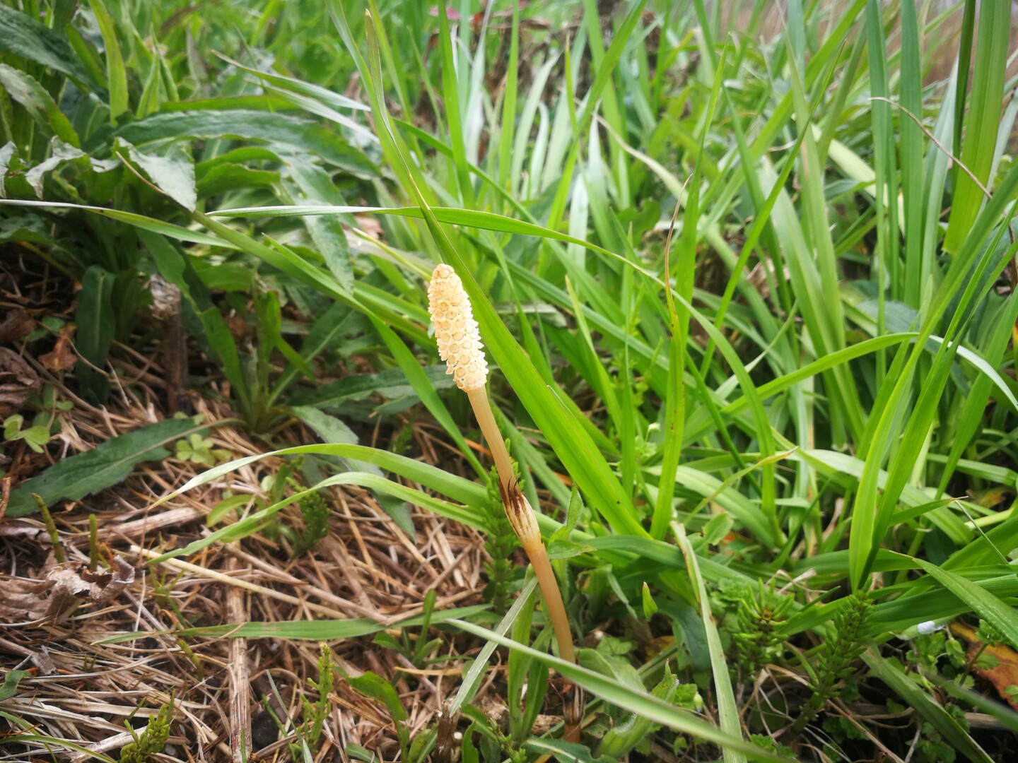 陸前浜街道1 水戸-大甕