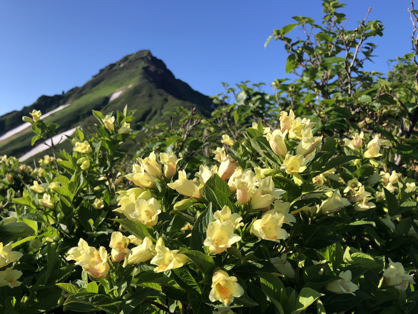 利尻山 鴛泊から沓形へ みわたんさんの利尻島 利尻山の活動データ Yamap ヤマップ