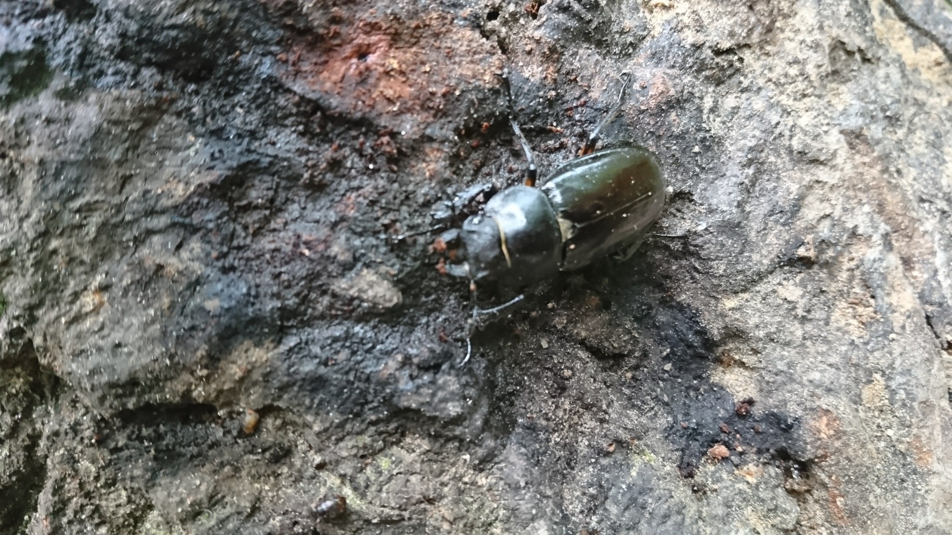 カブトムシ祭り 西尾茶臼山 ともさんの茶臼山 万灯山の活動データ Yamap ヤマップ