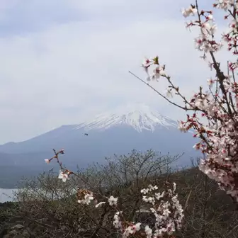 富士山に向かいながら足を進める贅沢😄
桜を絡めてパシャリ📷