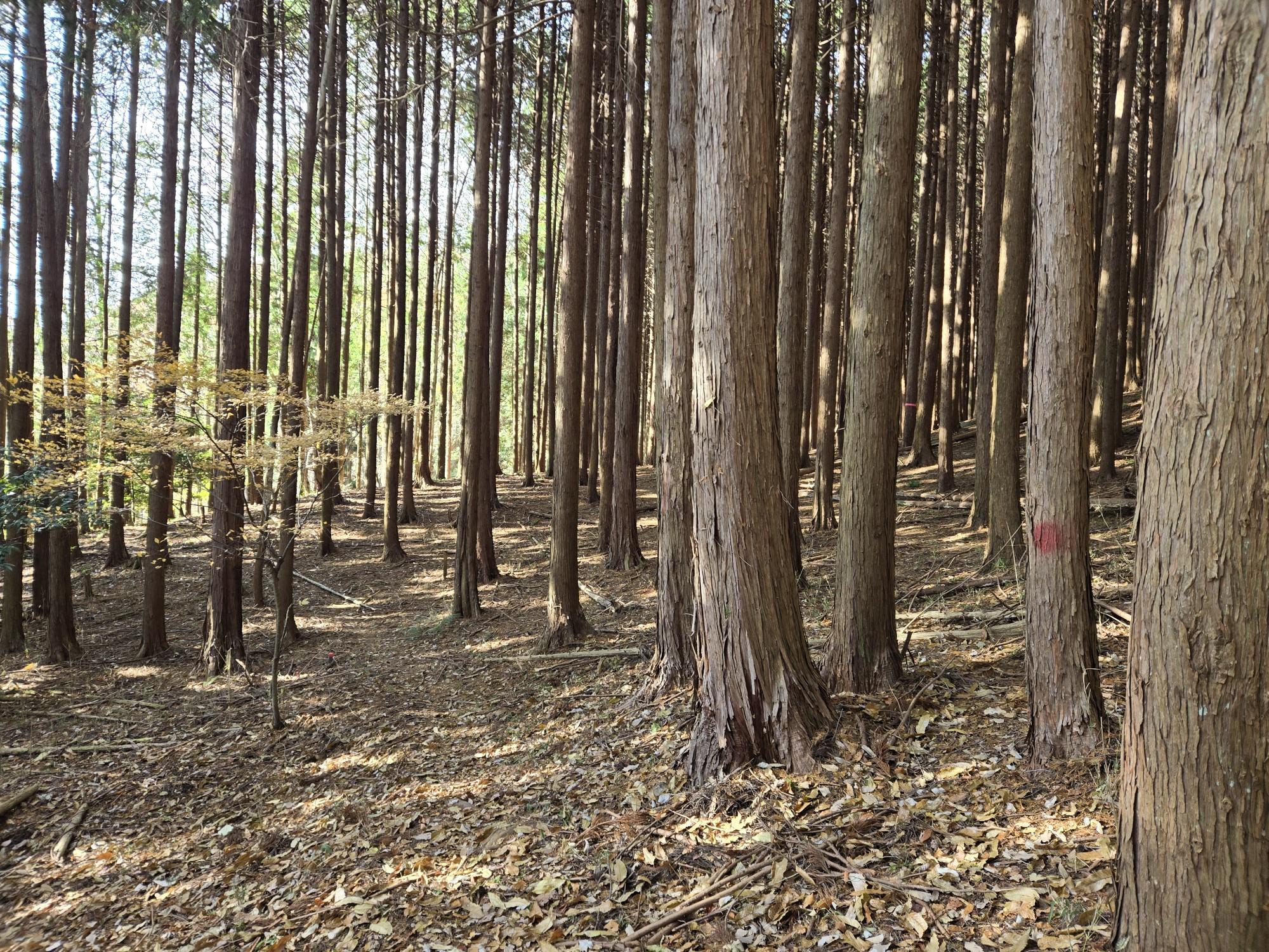 三輪山・巻向山・龍王山 平、山中なのに平です❗。