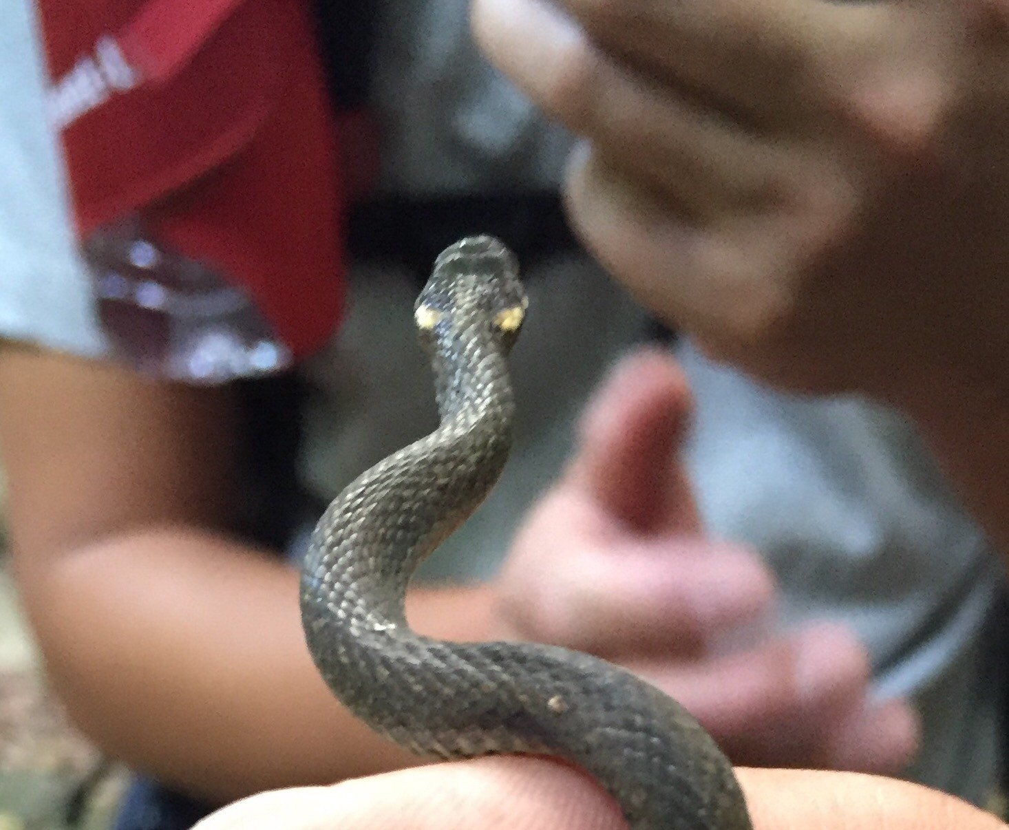 ジャングルブック 福知山 松尾さんの福智山 尺岳 雲取山の活動データ Yamap ヤマップ