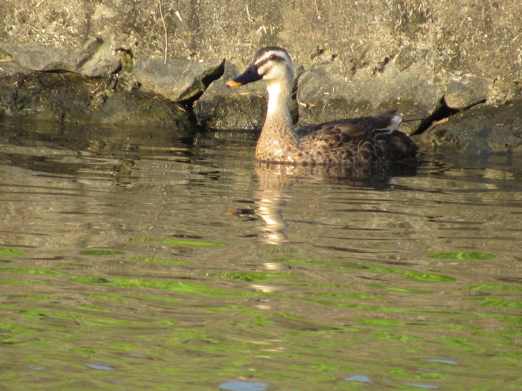 8月に見た野鳥 べちこジャンプさんの天拝山 基山の活動日記 Yamap ヤマップ