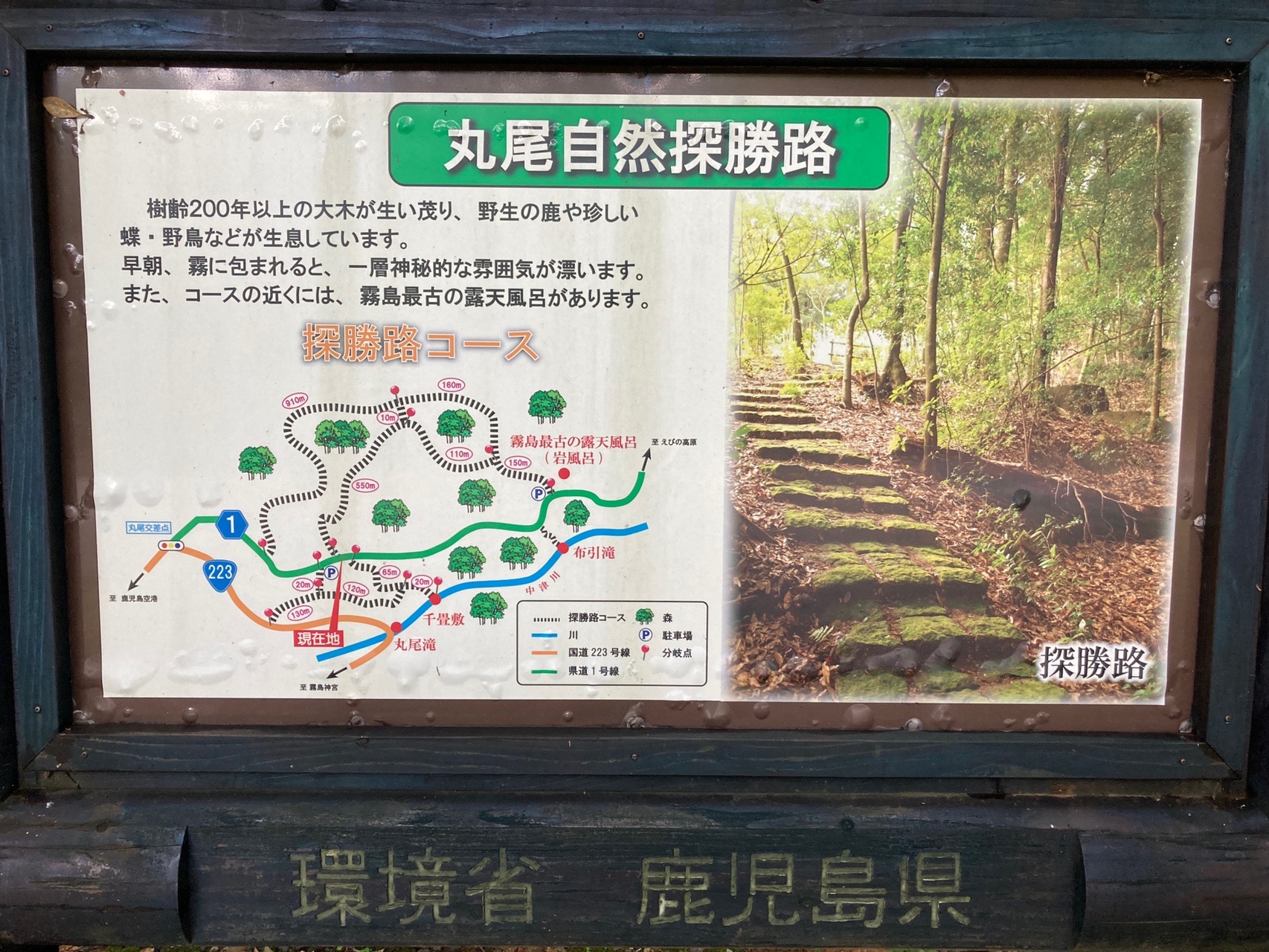 霧島森林セラピーロード 丸尾自然探勝路 08 09 しんじんさんの霧島山 韓国岳 高千穂峰 夷守岳 烏帽子岳の活動データ Yamap ヤマップ