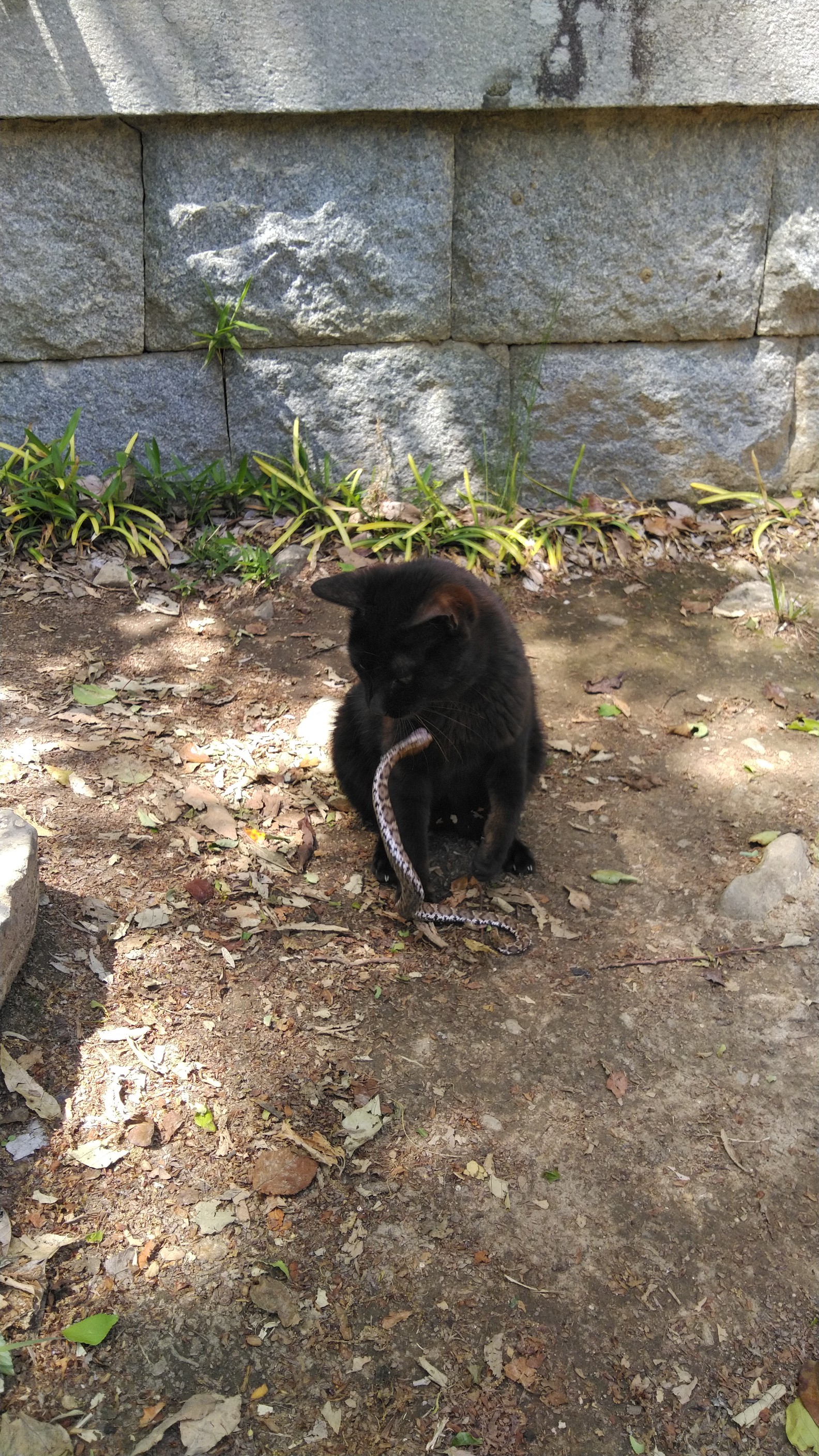 黒猫vsマムシ 飯野山ハイキング 山頂決戦 たなぴいさんの飯野山 讃岐富士 の活動データ Yamap ヤマップ