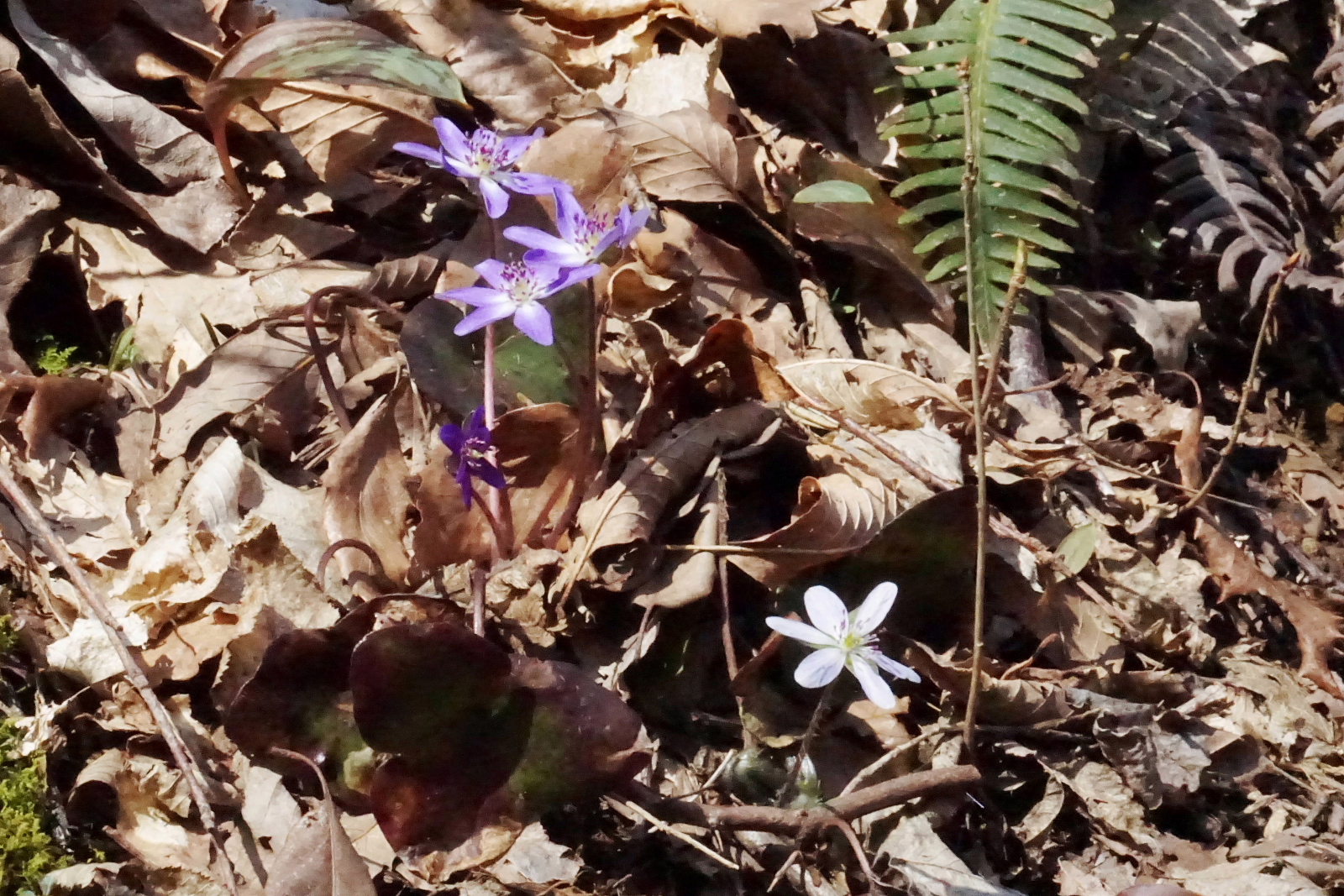 花咲く国上山トレッキング 03 13 Wataさんの弥彦山 多宝山 雨乞山の活動日記 Yamap ヤマップ