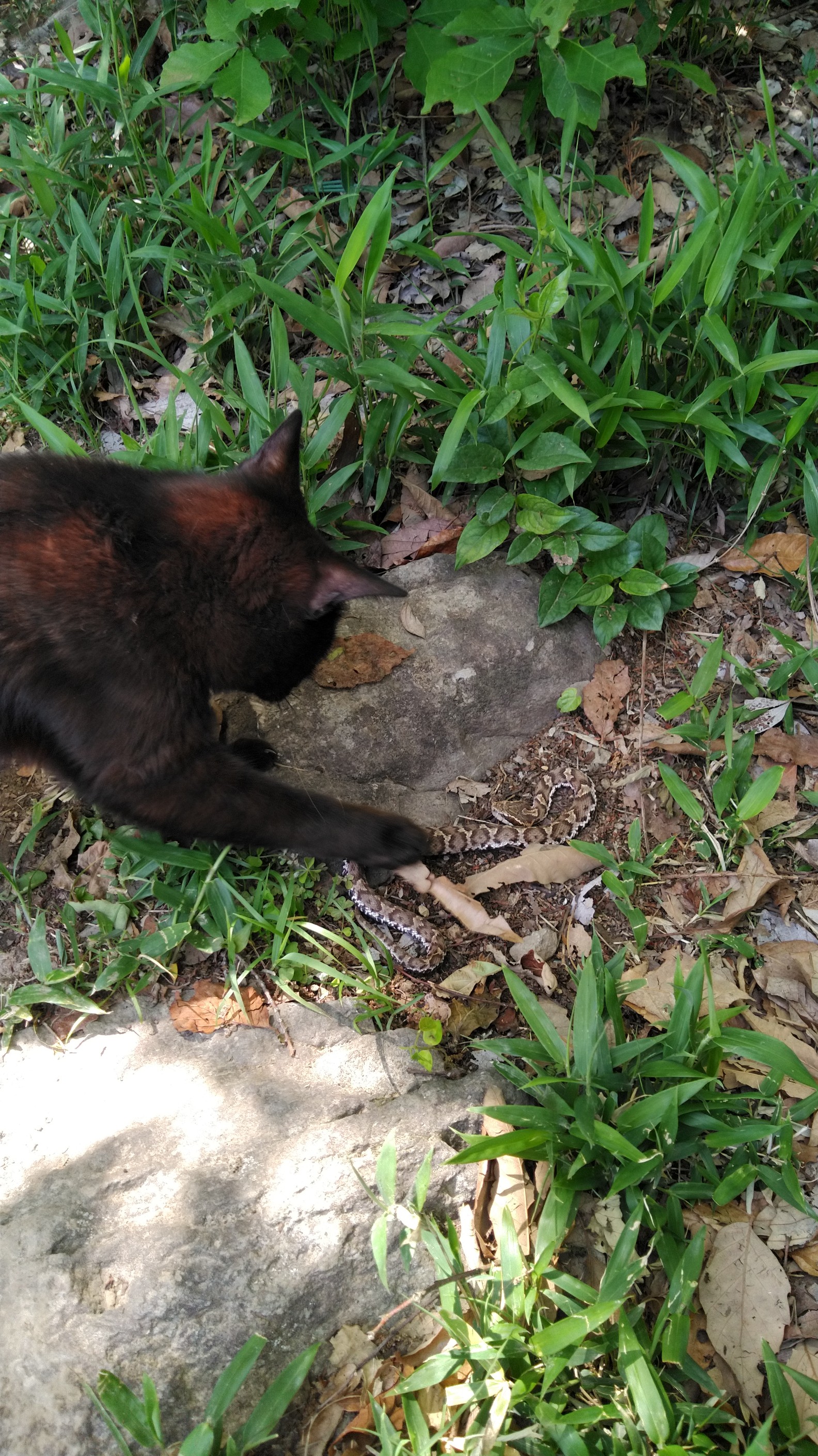 黒猫vsマムシ 飯野山ハイキング 山頂決戦 たなぴいさんの飯野山 讃岐富士 の活動データ Yamap ヤマップ
