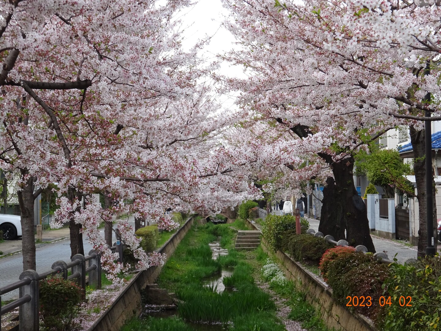 桜が散り始める前に呑川緑道の桜を見ておき... / さとやまさんのモーメント | YAMAP / ヤマップ