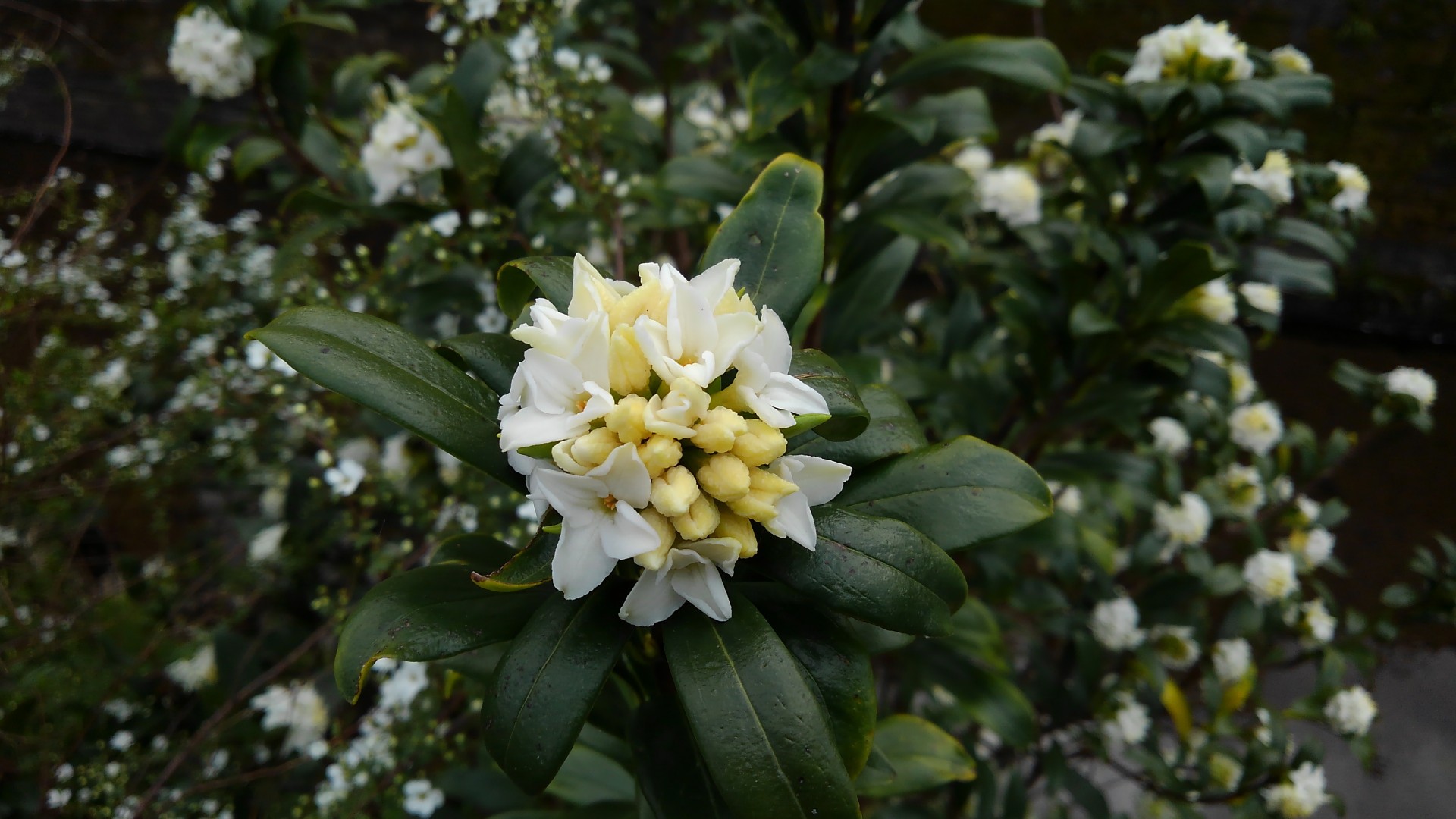 西尾茶臼山 Boo ふくちゃんさんの茶臼山 西尾市 万灯山の活動日記 Yamap ヤマップ