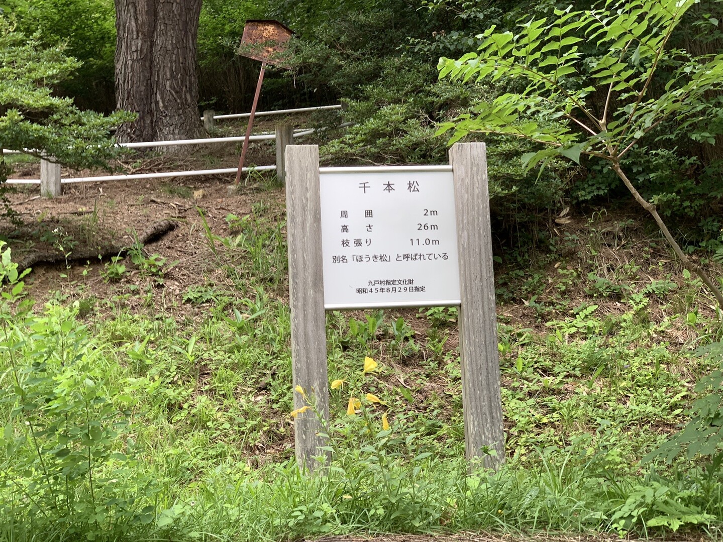 九戸村役場周辺（岩手県九戸村）20200815 / ウォーキングの写真12枚目 / 長興寺の千本松とは？ YAMAP / ヤマップ