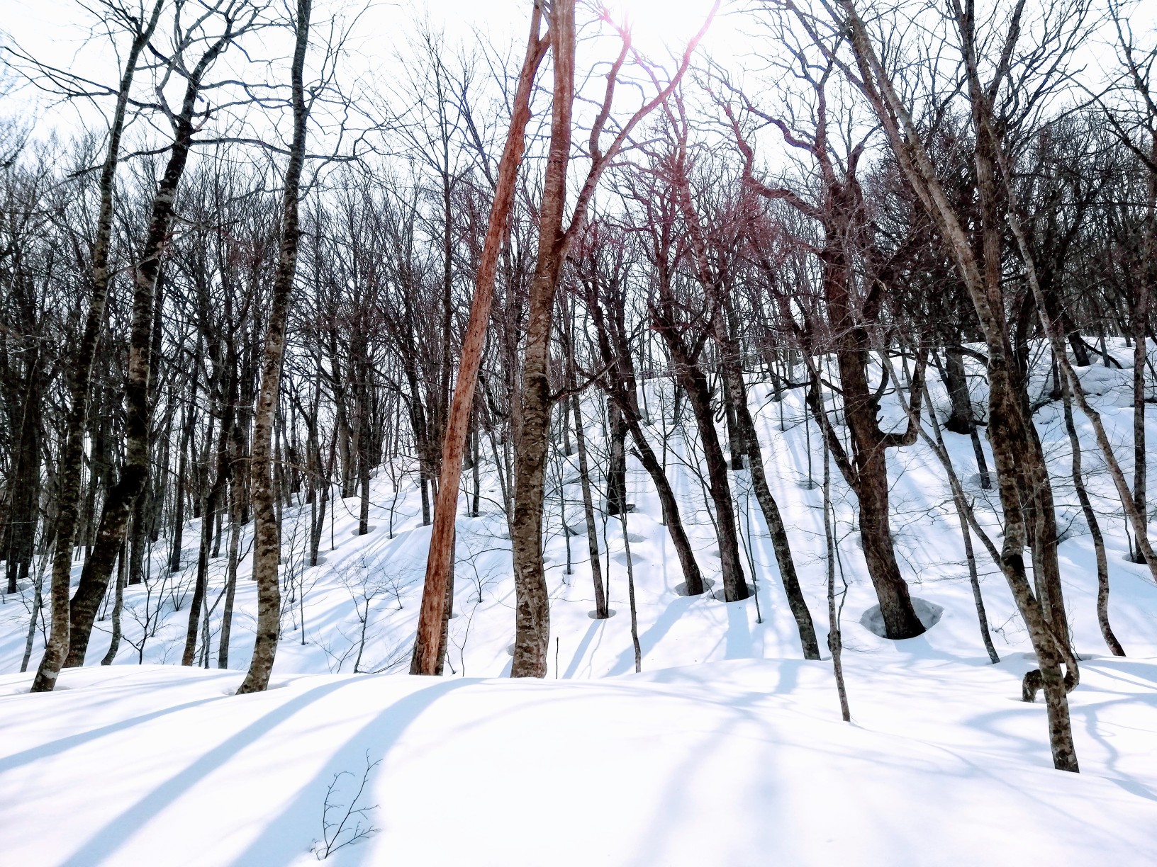 蔦の森の根開け 03 26 ジーナさんの櫛ヶ峯 上岳 駒ヶ峯 乗鞍岳の活動データ Yamap ヤマップ