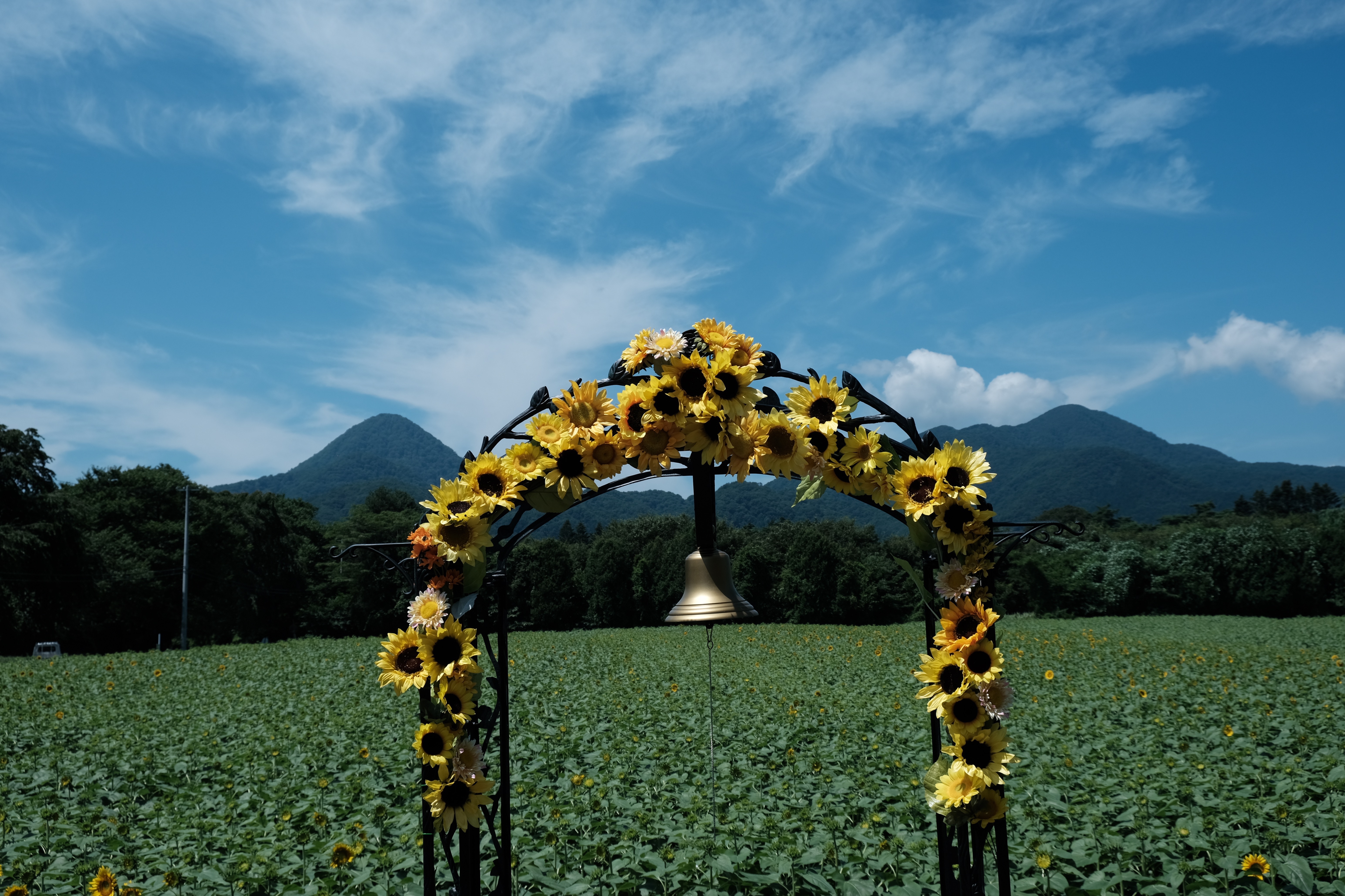 矢巾町 和味フラワーパークの ひまわり 呑気なおじーちゃんさんの観光の活動日記 Yamap ヤマップ