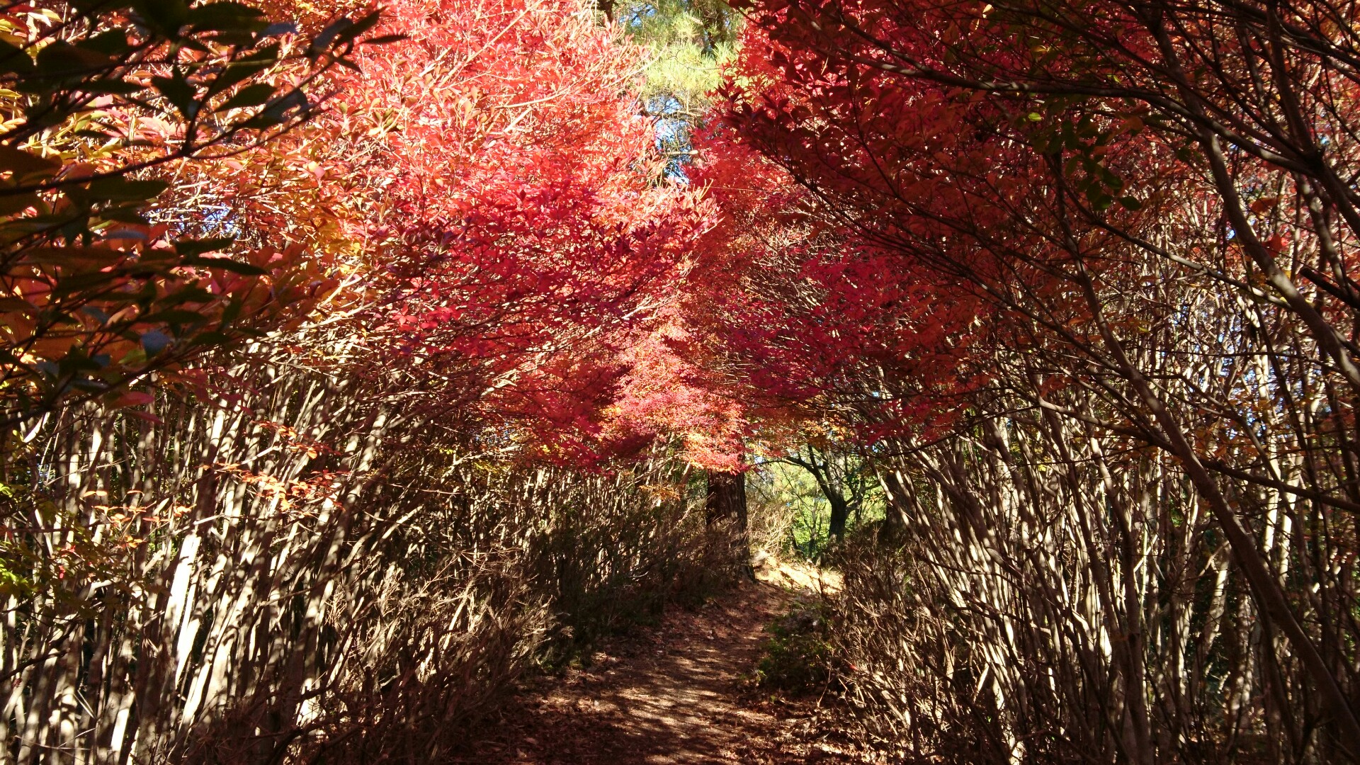 紅葉のトンネルを支点に登山 ミヤンビックさんの岩石山 岩石城 の活動データ Yamap ヤマップ