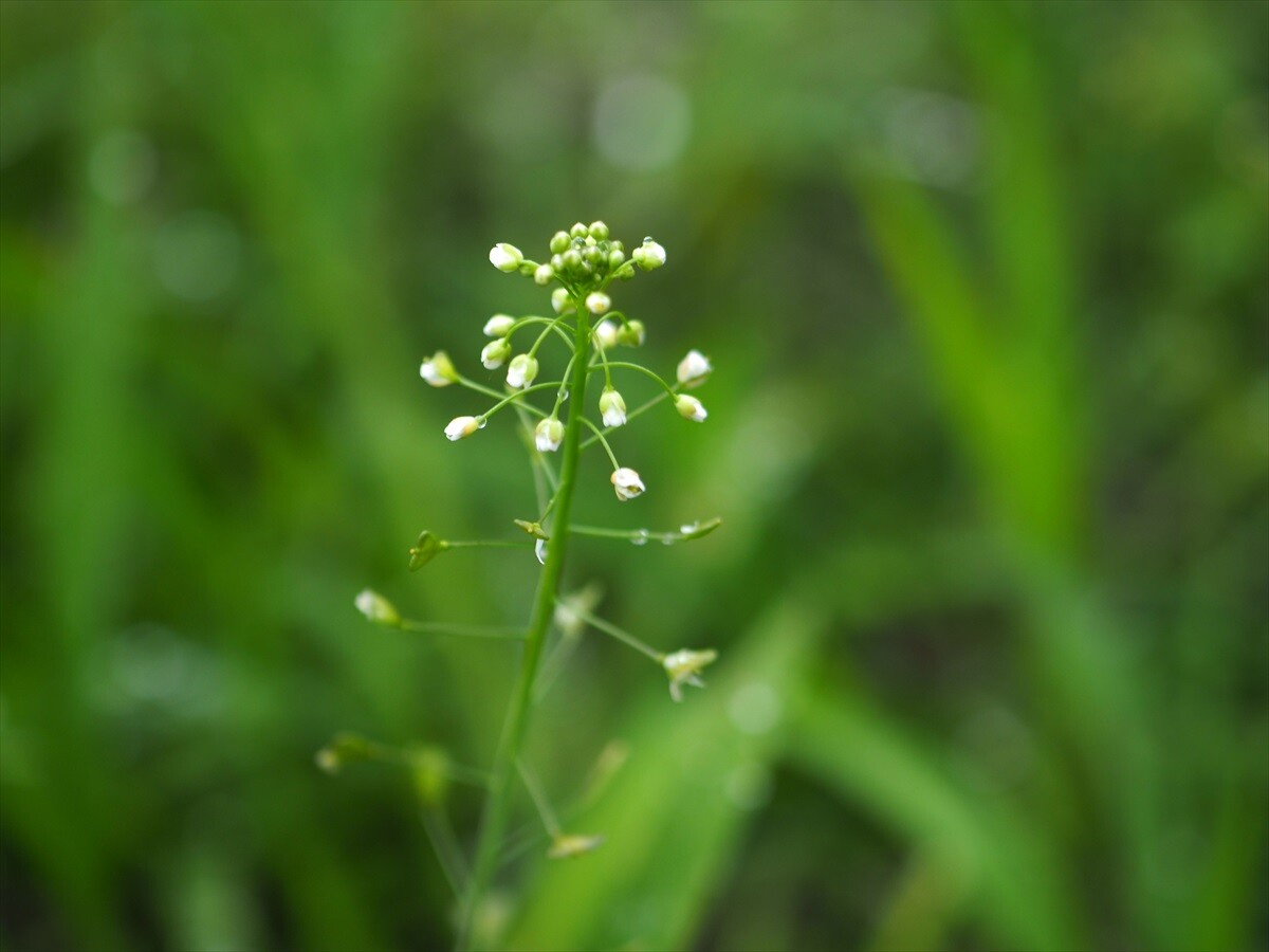 筑後川の野草2 うらさんの久留米市の活動日記 Yamap ヤマップ