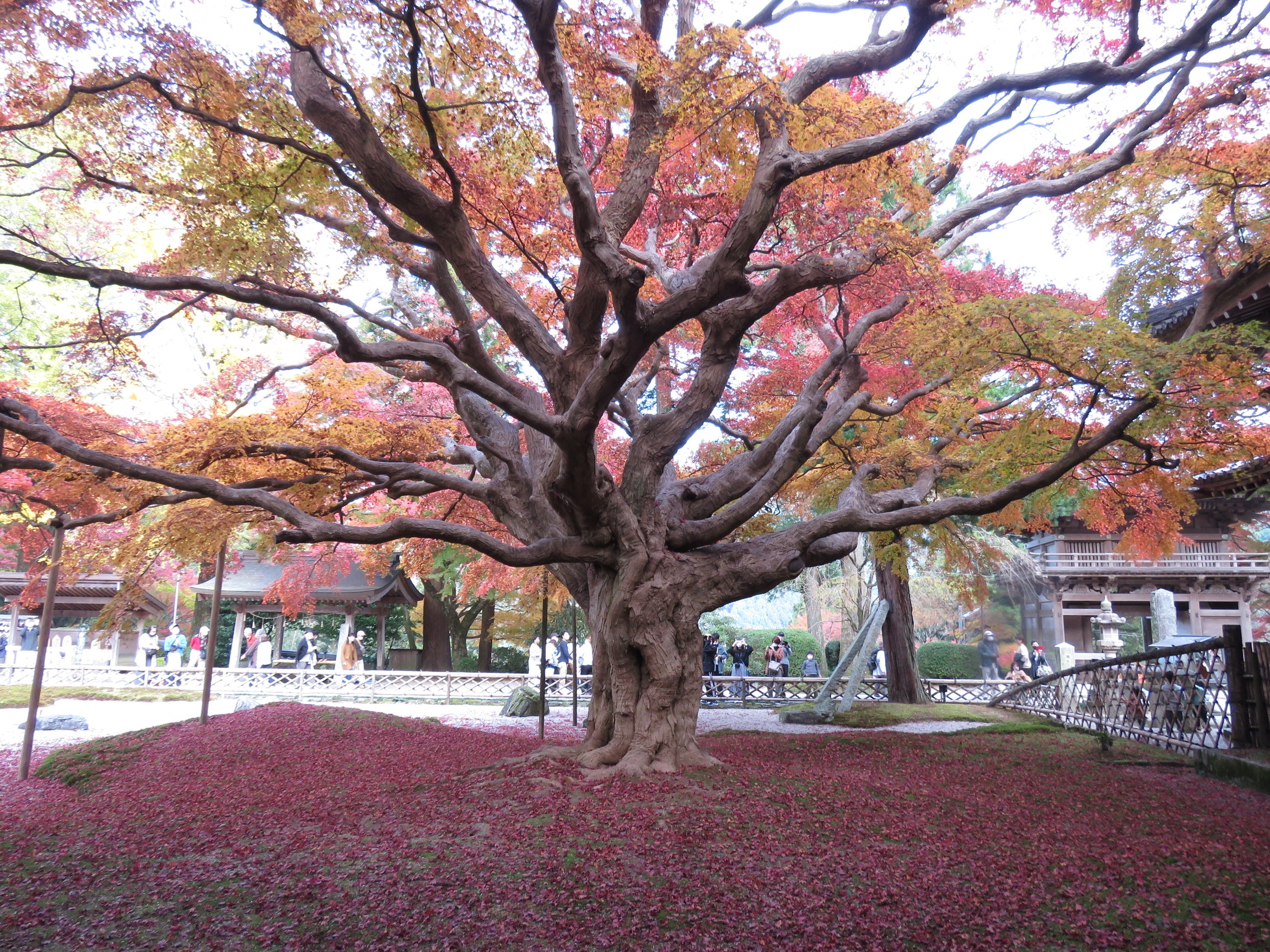 雷山と千如寺の大楓の紅葉 山オタクさんの雷山 井原山の活動データ Yamap ヤマップ