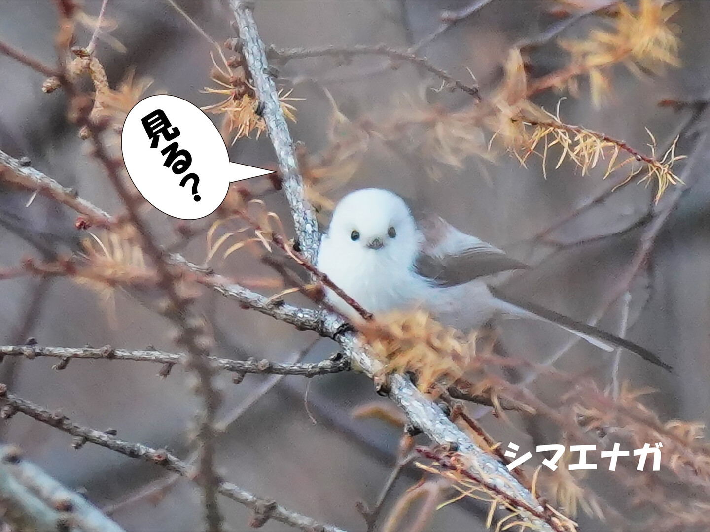 シマエナガは北海道にしかいないのは有名で Sammyさんのモーメント Yamap ヤマップ