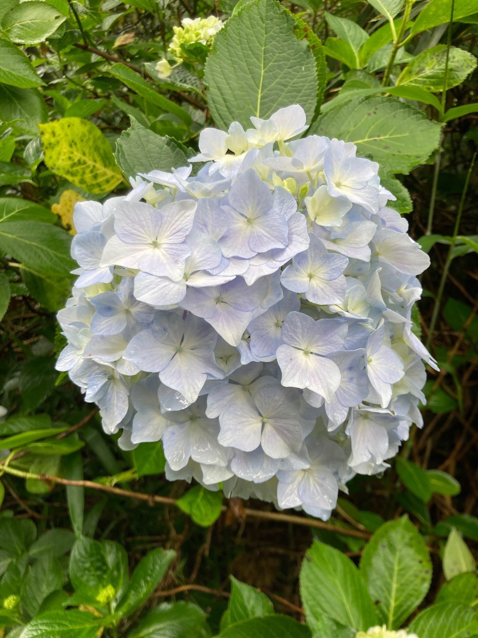 あじさい園から生駒山 〆は飯盛山 21 06 Mon21さんの生駒山 神津嶽 大原山の活動データ Yamap ヤマップ