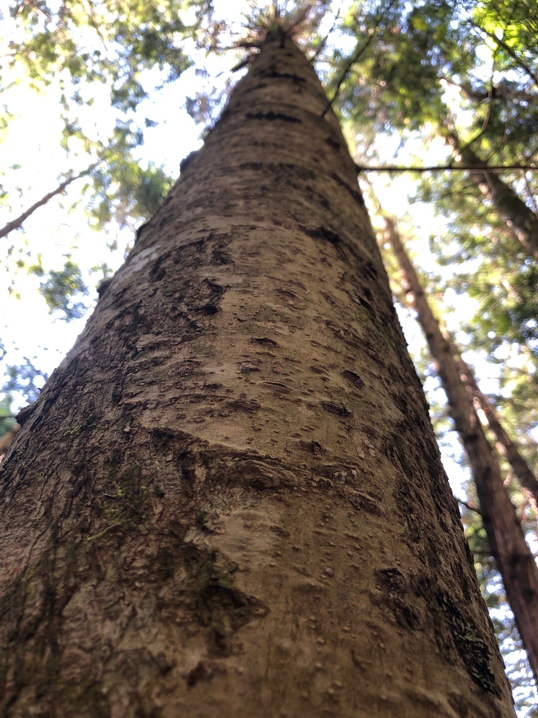 五色ヶ原シラビソコース 06 21 りとるみいさんの乗鞍岳の活動日記 Yamap ヤマップ