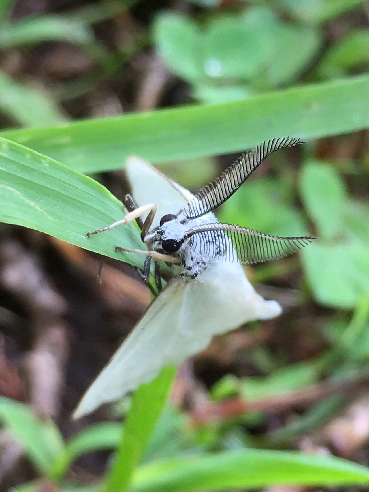 氷ノ山 チコやんさんの氷ノ山 須賀ノ山 鉢伏山 瀞川山の活動日記 Yamap ヤマップ