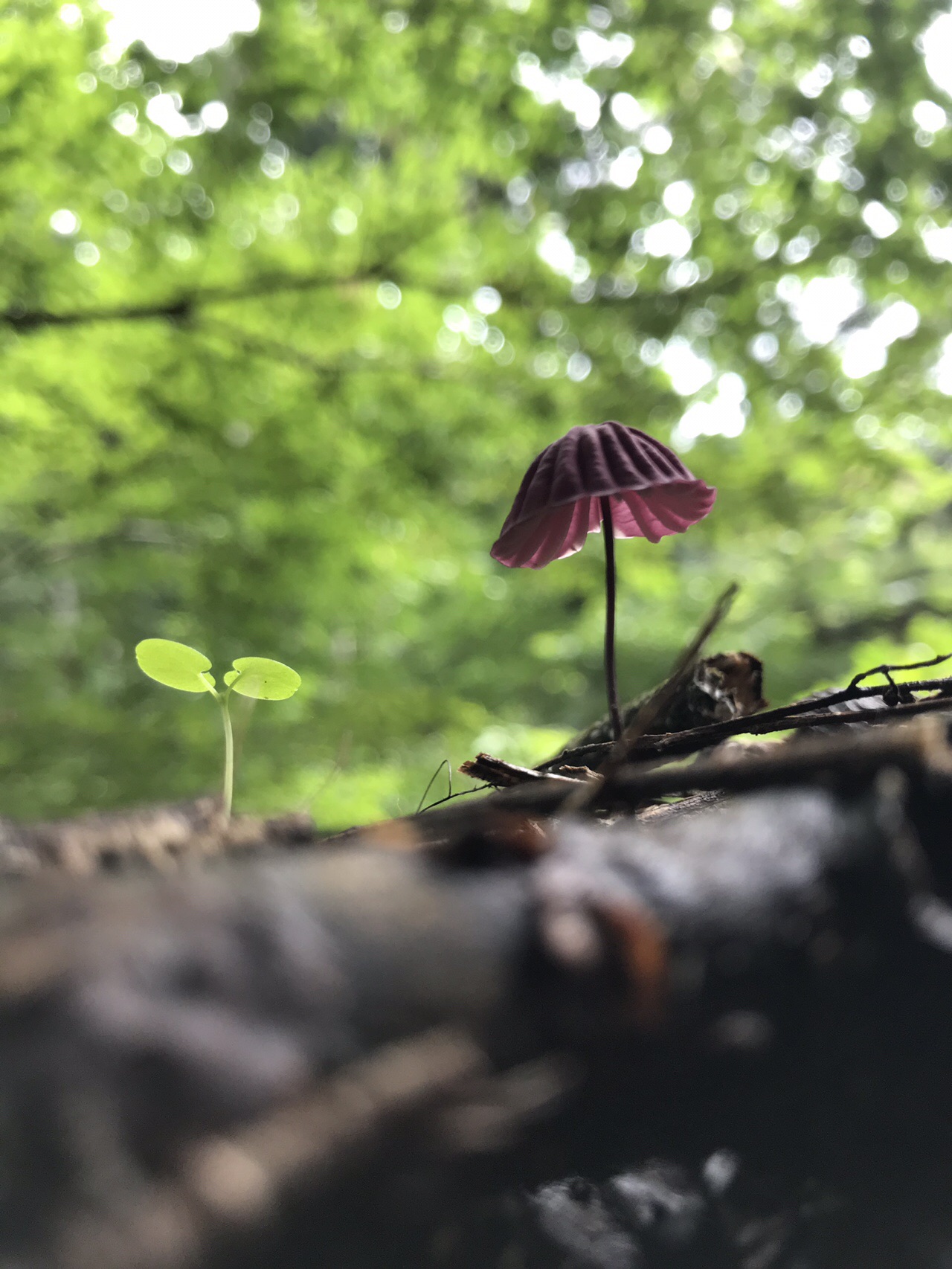 谷上山 愛媛森林公園 きのこ探訪 19 08 25 元気うさぎさんの谷上山の活動データ Yamap ヤマップ