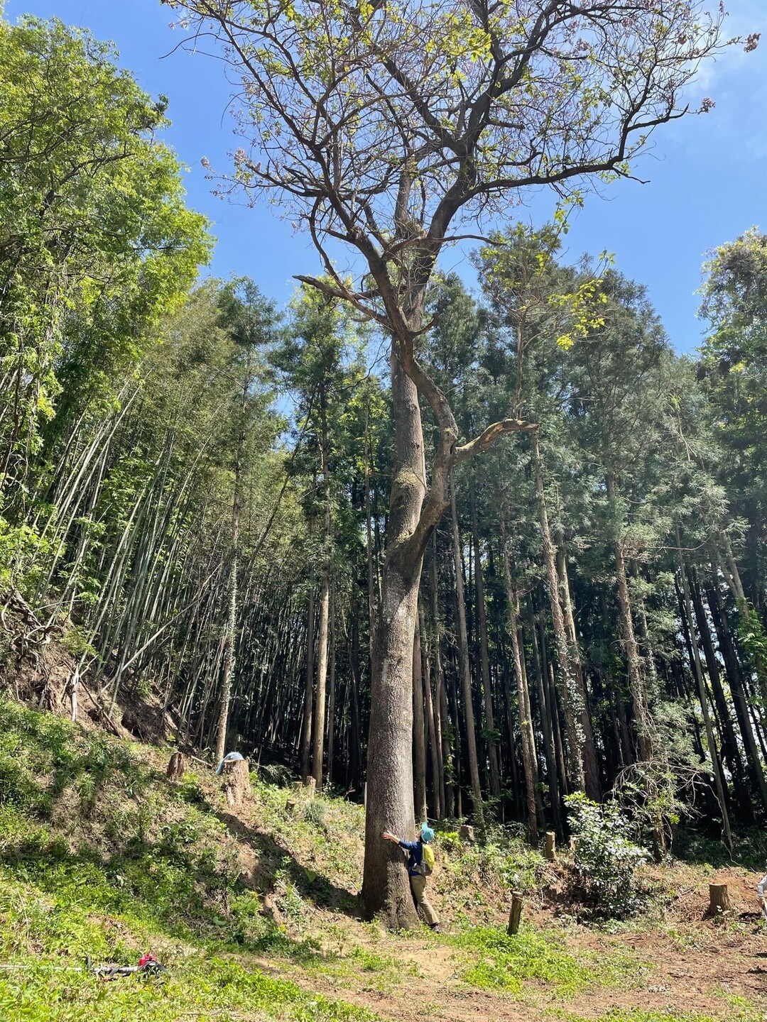 5️⃣🚶‍♀️🌳大きなキリの木 みんなの里山 崇台山🌳 / うめゆさんの崇台山の活動データ | YAMAP / ヤマップ