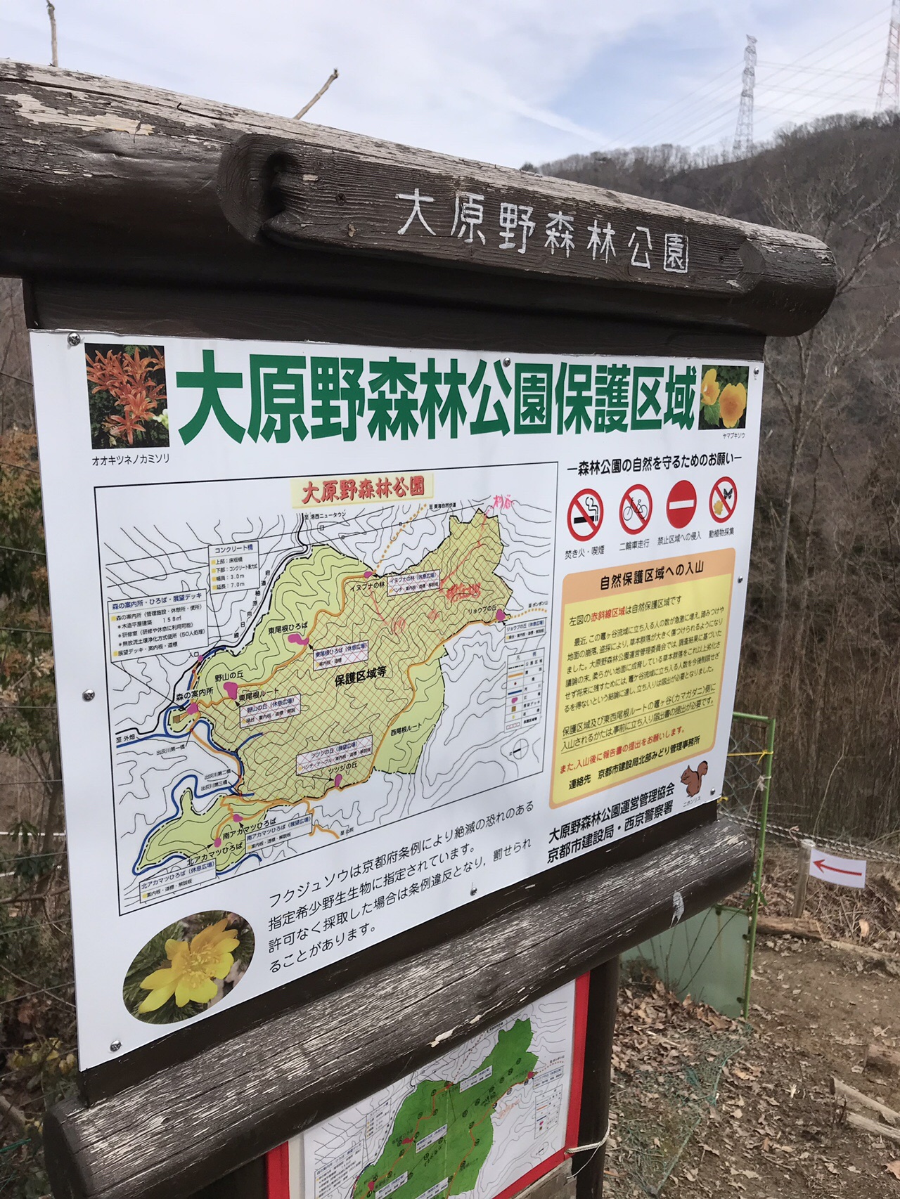 福寿草 大原野森林公園 から西尾根ルート Shin16さんのポンポン山 釈迦岳 小塩山 若山の活動データ Yamap ヤマップ