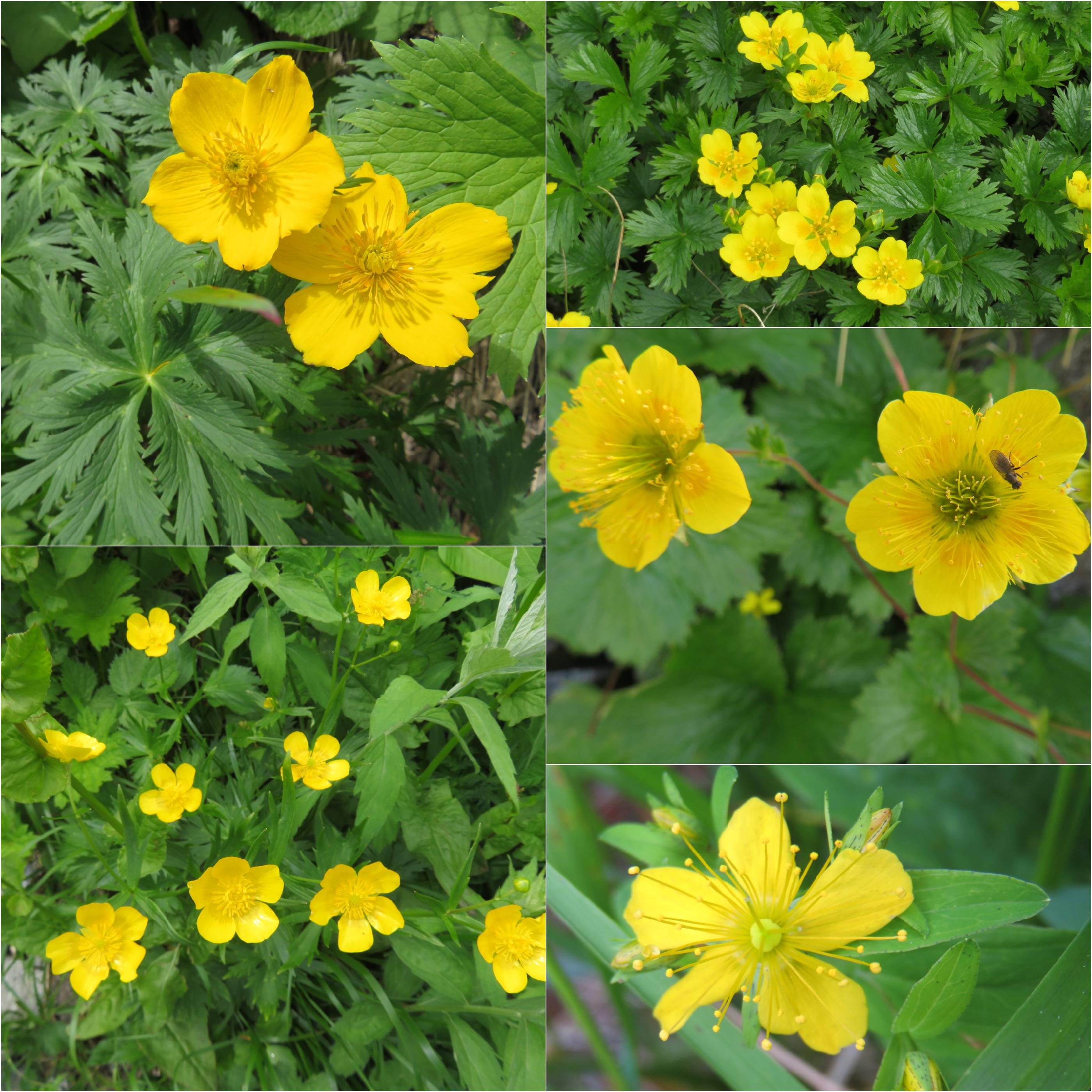 立山植物観察 19 07 25 Manoさんの立山 雄山 浄土山の活動日記 Yamap ヤマップ