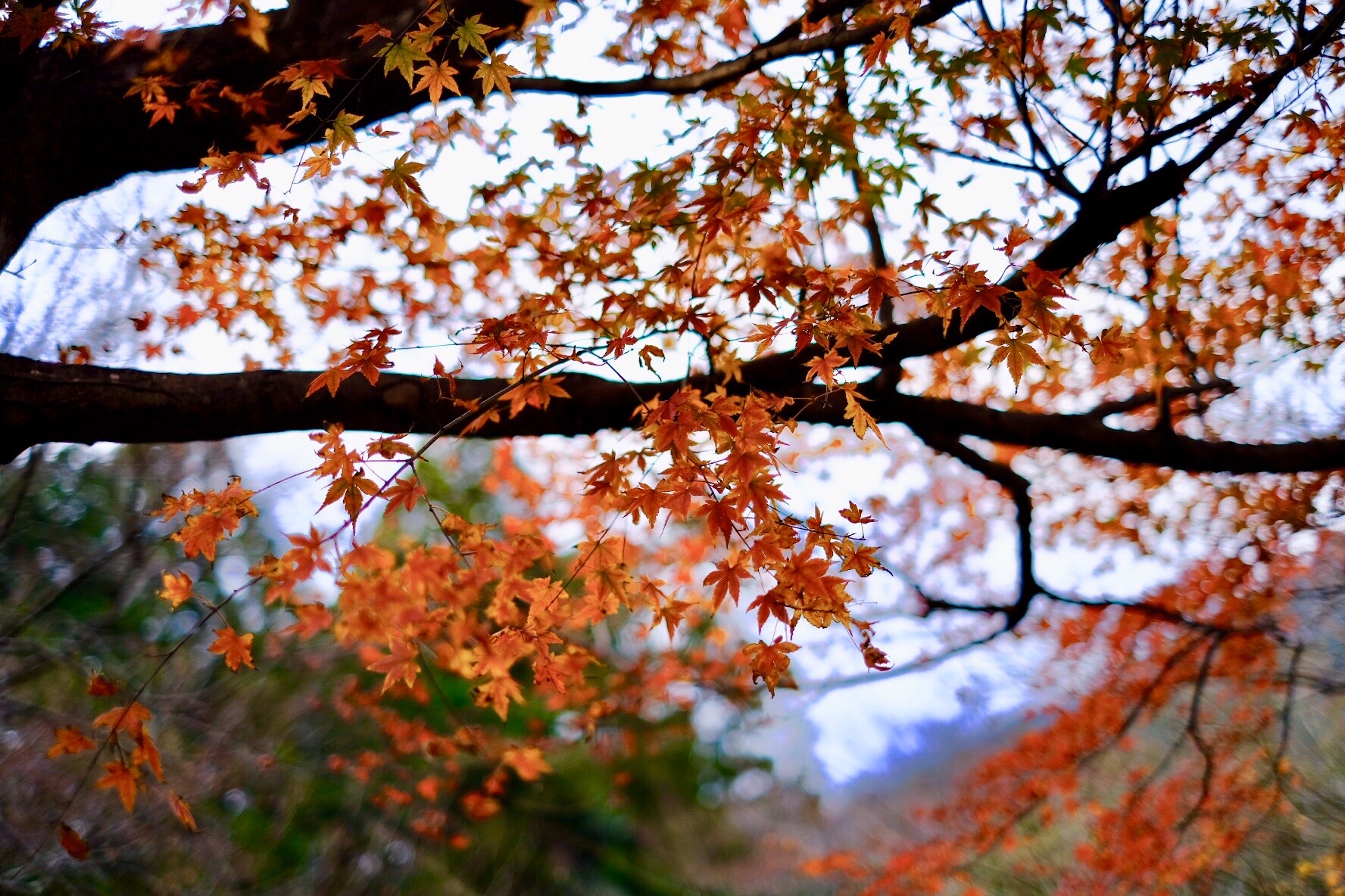 水沢もみじ谷の紅葉は終了いたしました 19 12 21 モニカさんの入道ヶ岳 鎌ヶ岳 仙ヶ岳の活動日記 Yamap ヤマップ