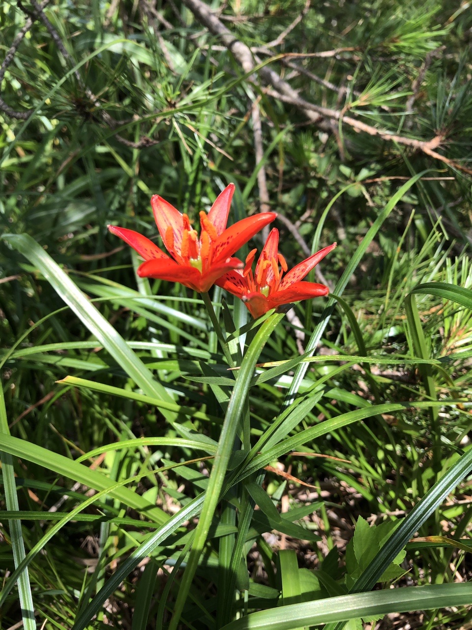 猫山 タマゴダケを探しに Reikさんの猫山の活動日記 Yamap ヤマップ