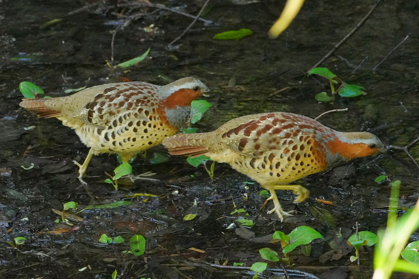 雨上がり 新緑の公園でいつもの野鳥 アキチャン1491さんの横浜市 南エリアの活動日記 Yamap ヤマップ