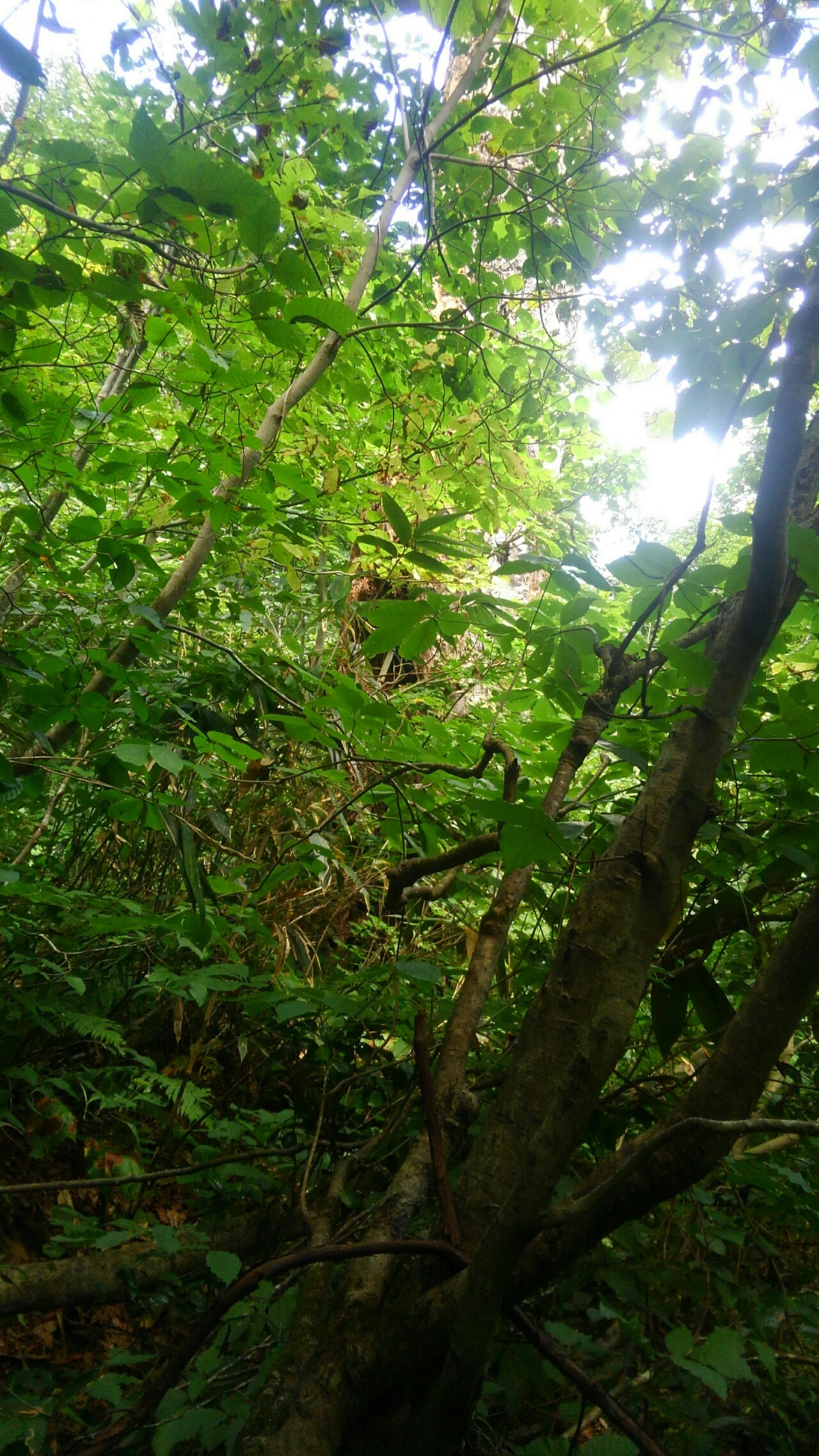 鍋倉山登山 Kooさんの信越トレイル その2 希望湖から関田峠まで の活動日記 Yamap ヤマップ