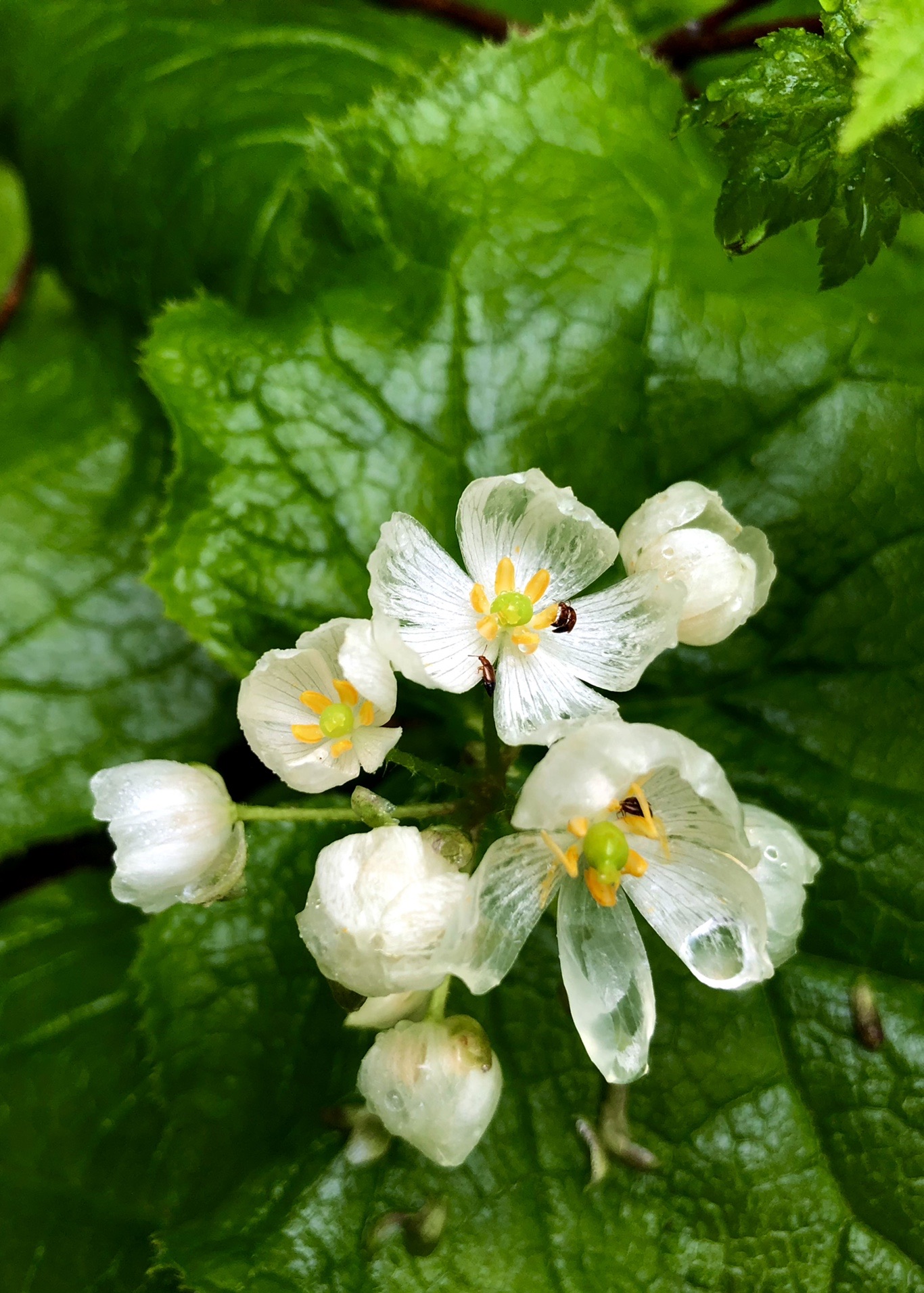 モンベルのカタログがきました 表紙は ひーままさんのモーメント Yamap ヤマップ