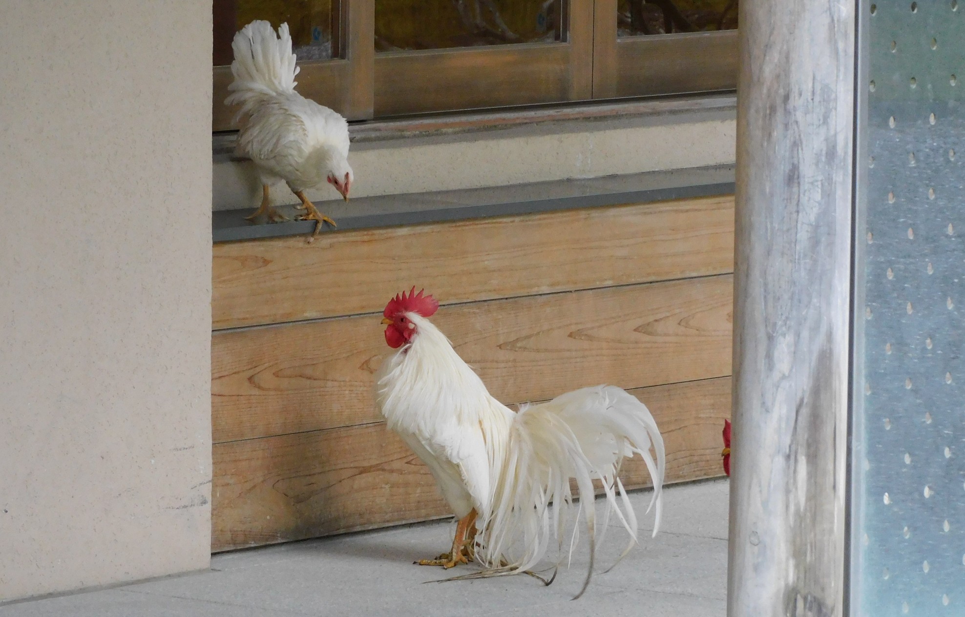 伊勢神宮 五十鈴公園で 鳥撮 ひーさんの伊勢市の活動日記 Yamap ヤマップ