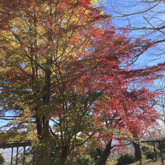 イチョウともみじ🍁ミックス