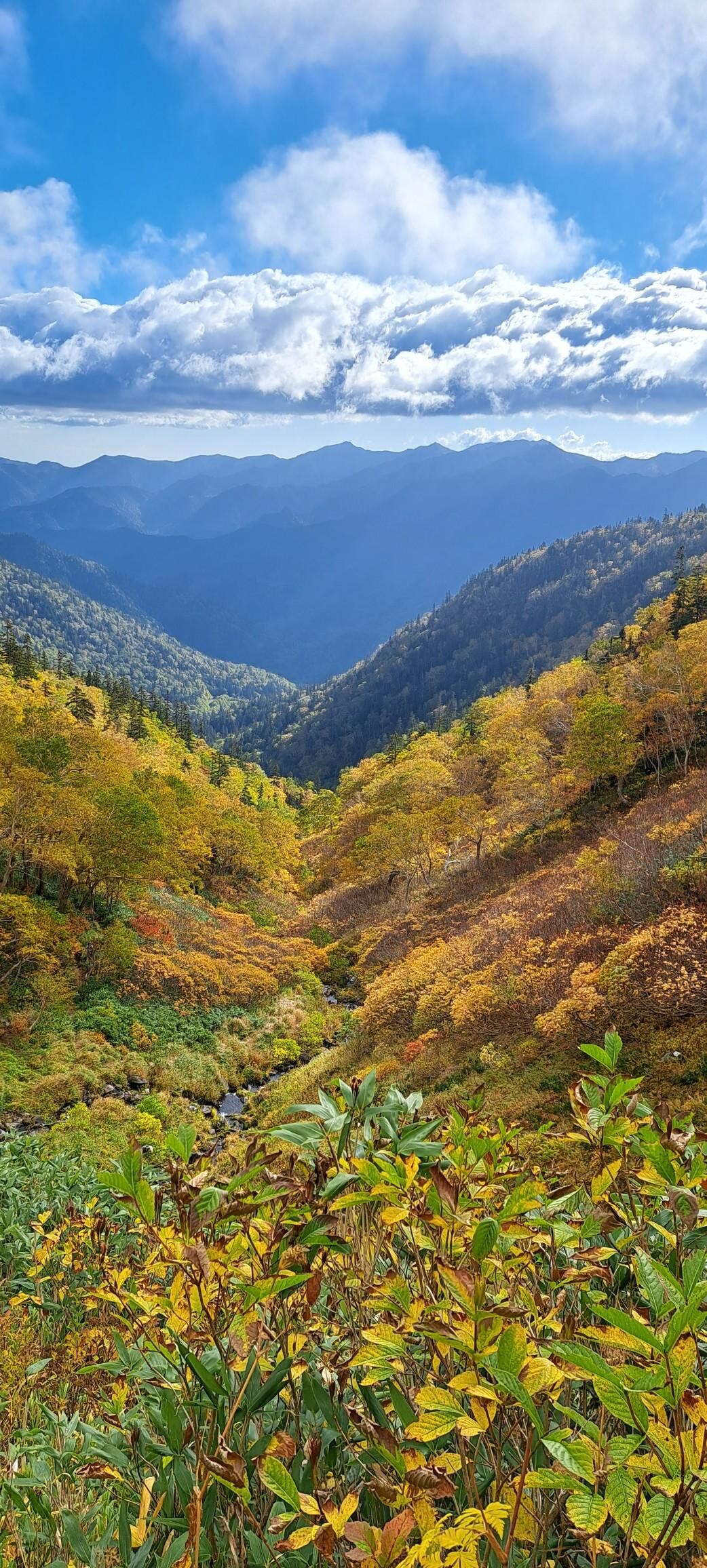 平山 / ゆっちさんのニセイカウシュッペ山・平山・朝陽山の活動データ YAMAP / ヤマップ