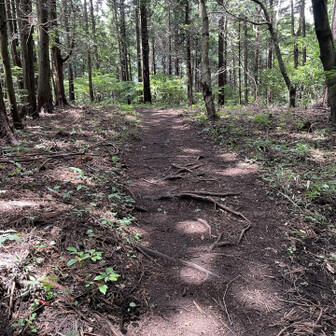 上りがかなりきつくて、数歩歩いては立ち止まり〜を繰り返しながら少しずつ進みます🚶‍♀️

束の間のなだらかロード🥹